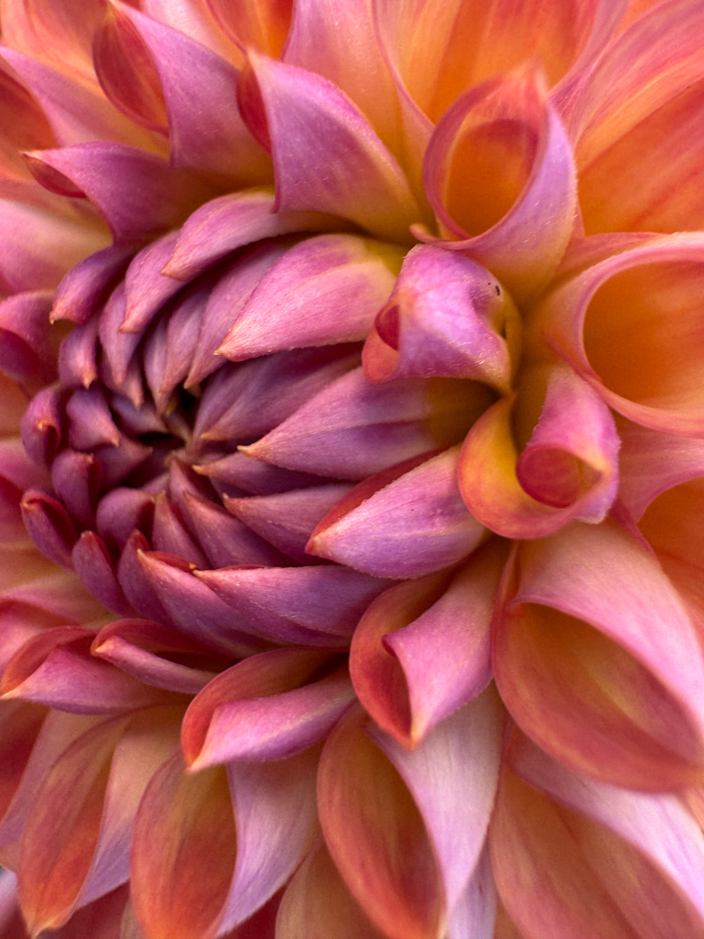 CSY Baby Cakes - Dahlia