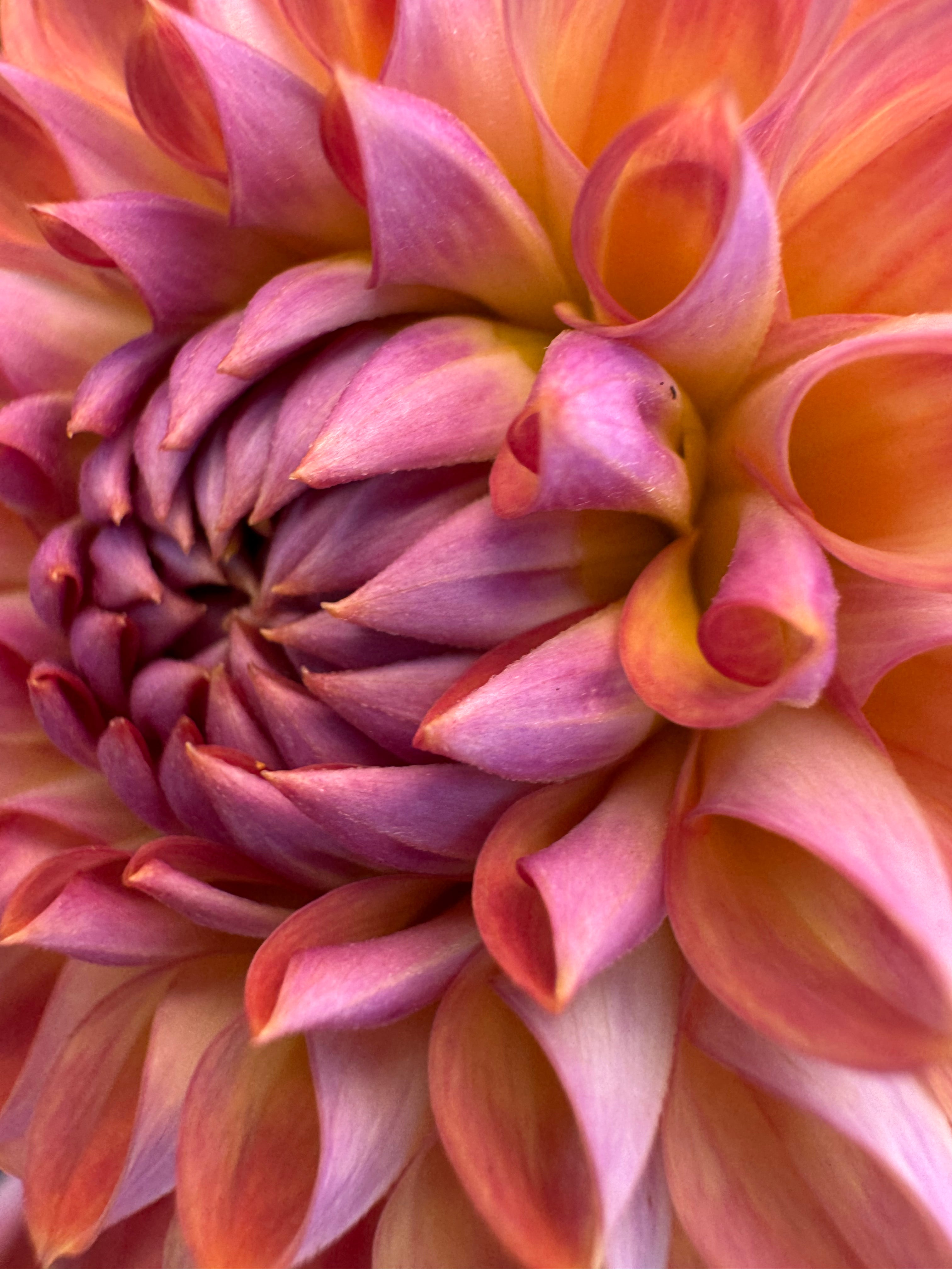 CSY Baby Cakes - Dahlia