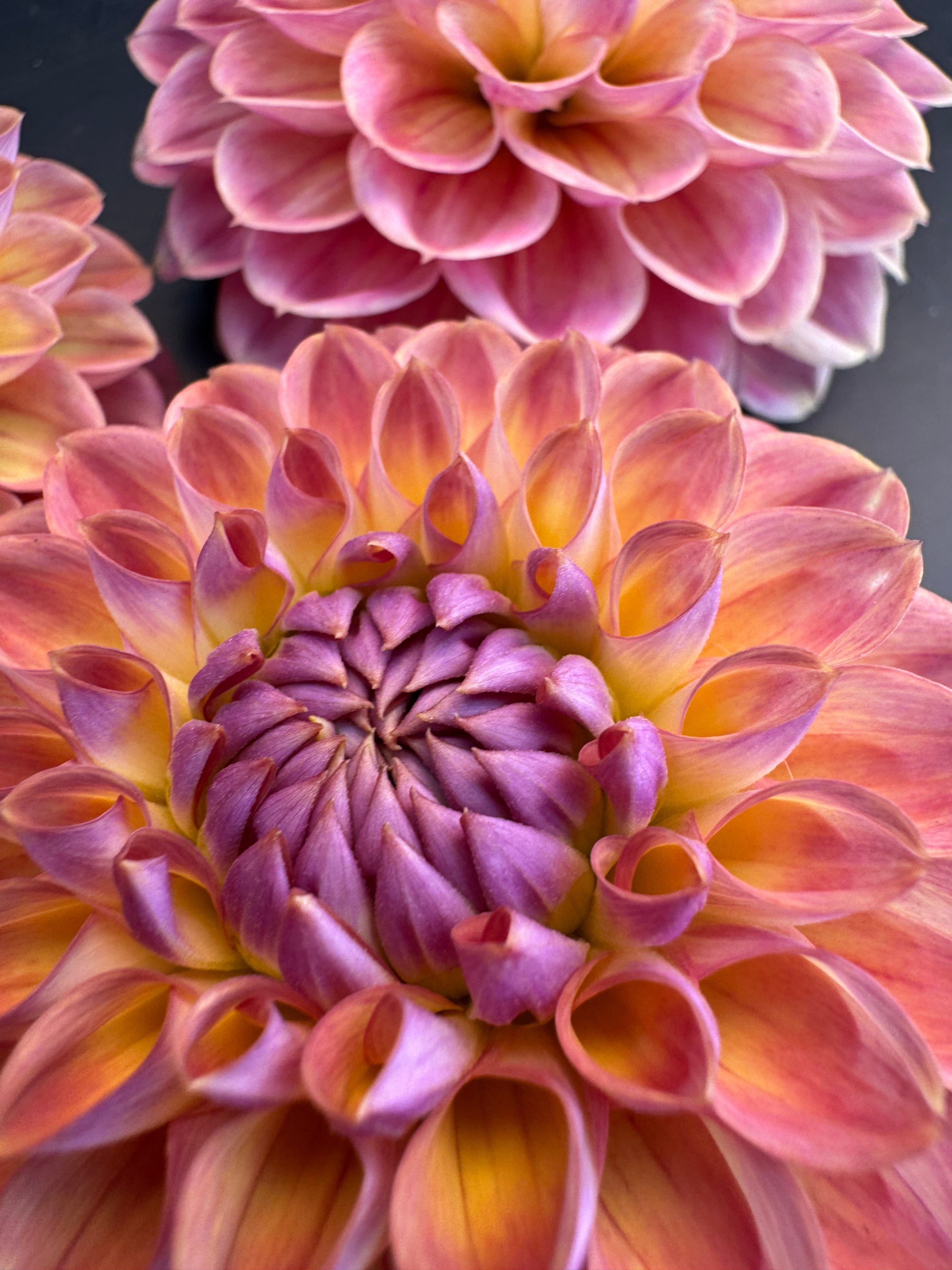 CSY Baby Cakes - Dahlia