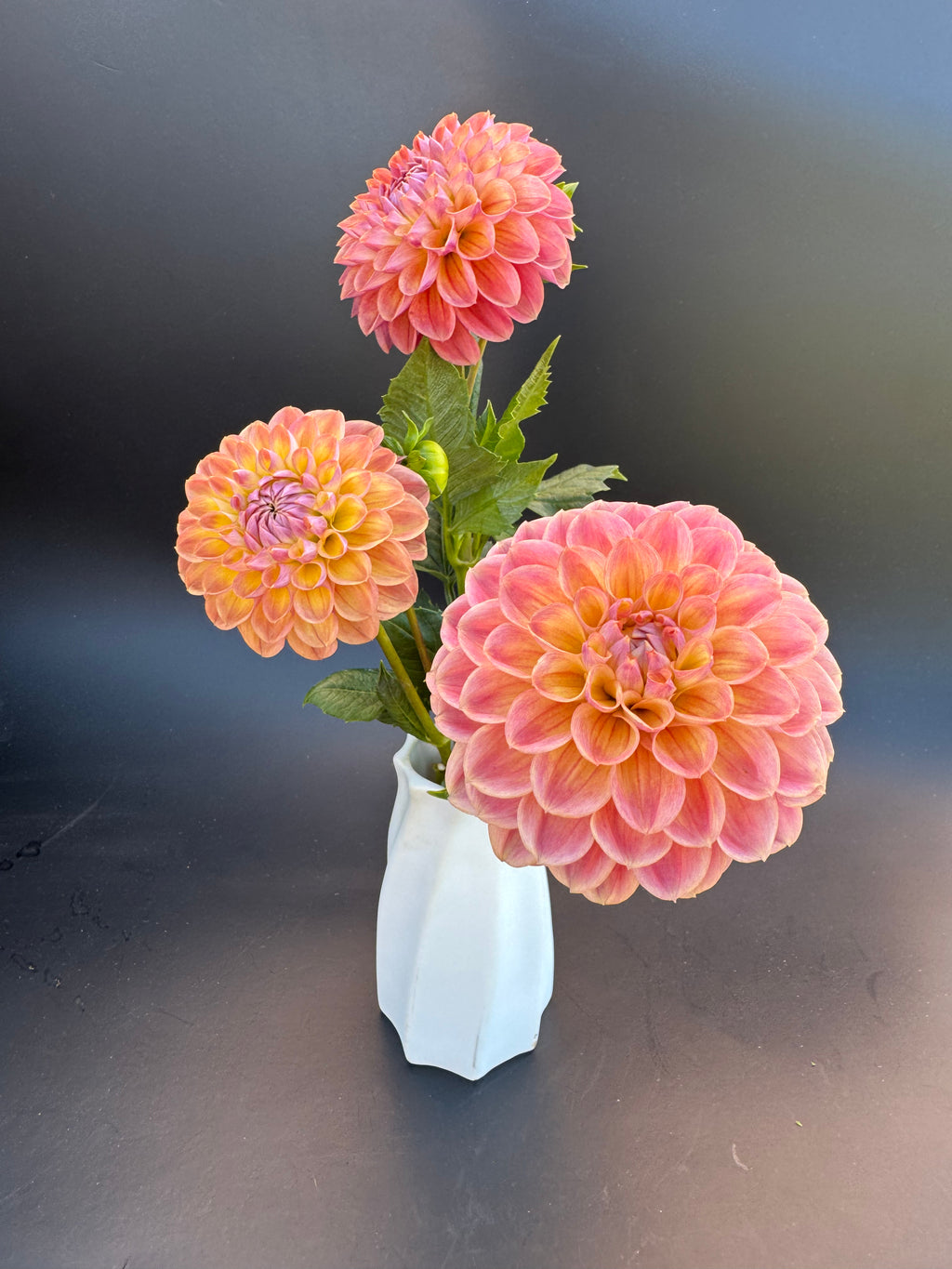 CSY Baby Cakes - Dahlia