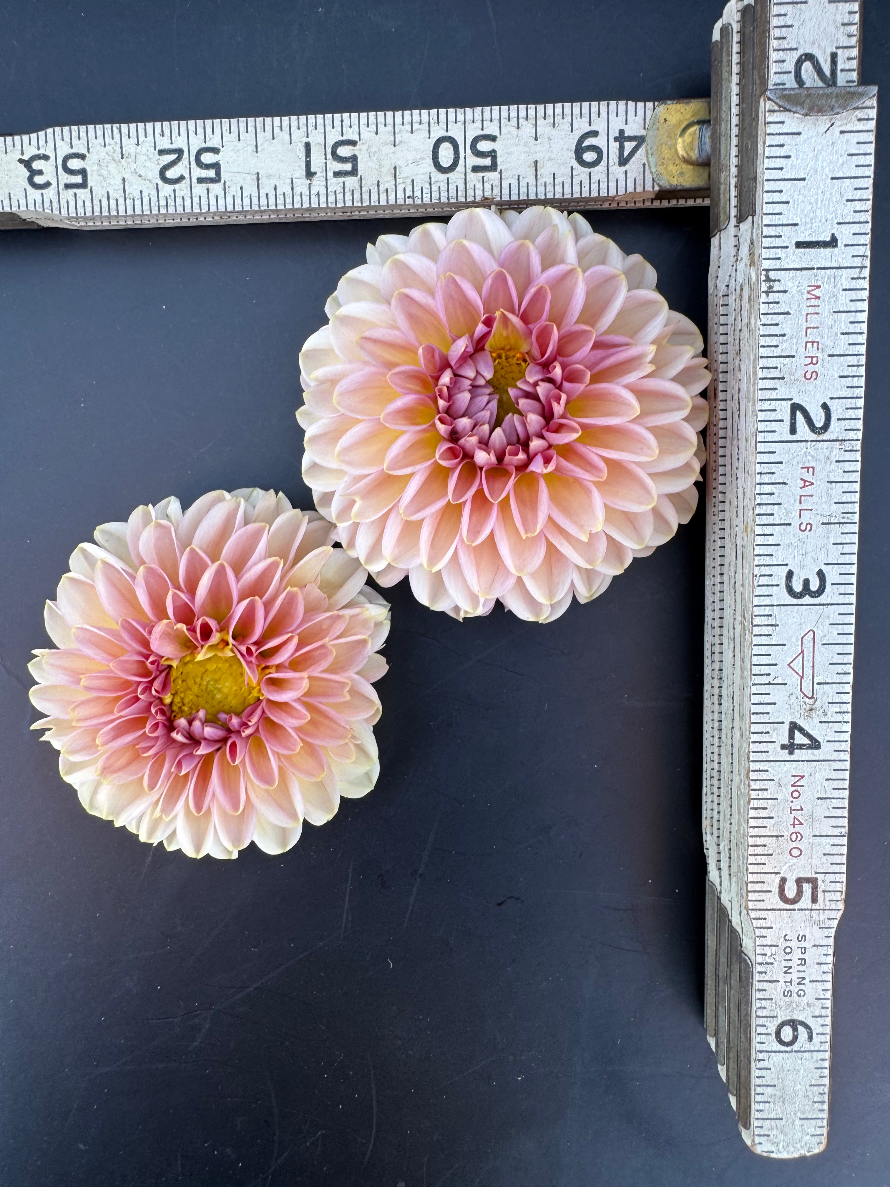 Cupcake - Dahlia