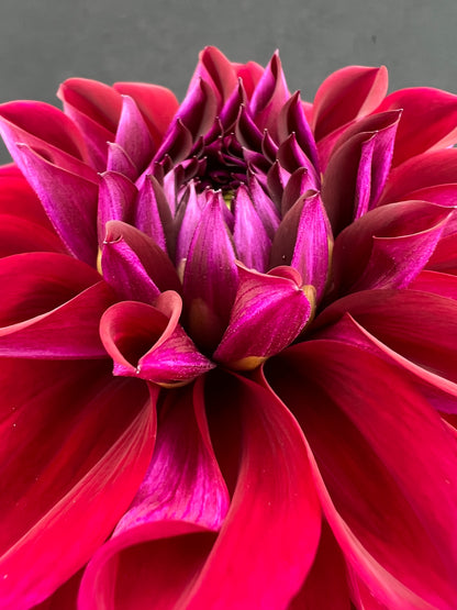 diva dahlia bloom with vibrant purple petals, grown from high-quality tubers for sale