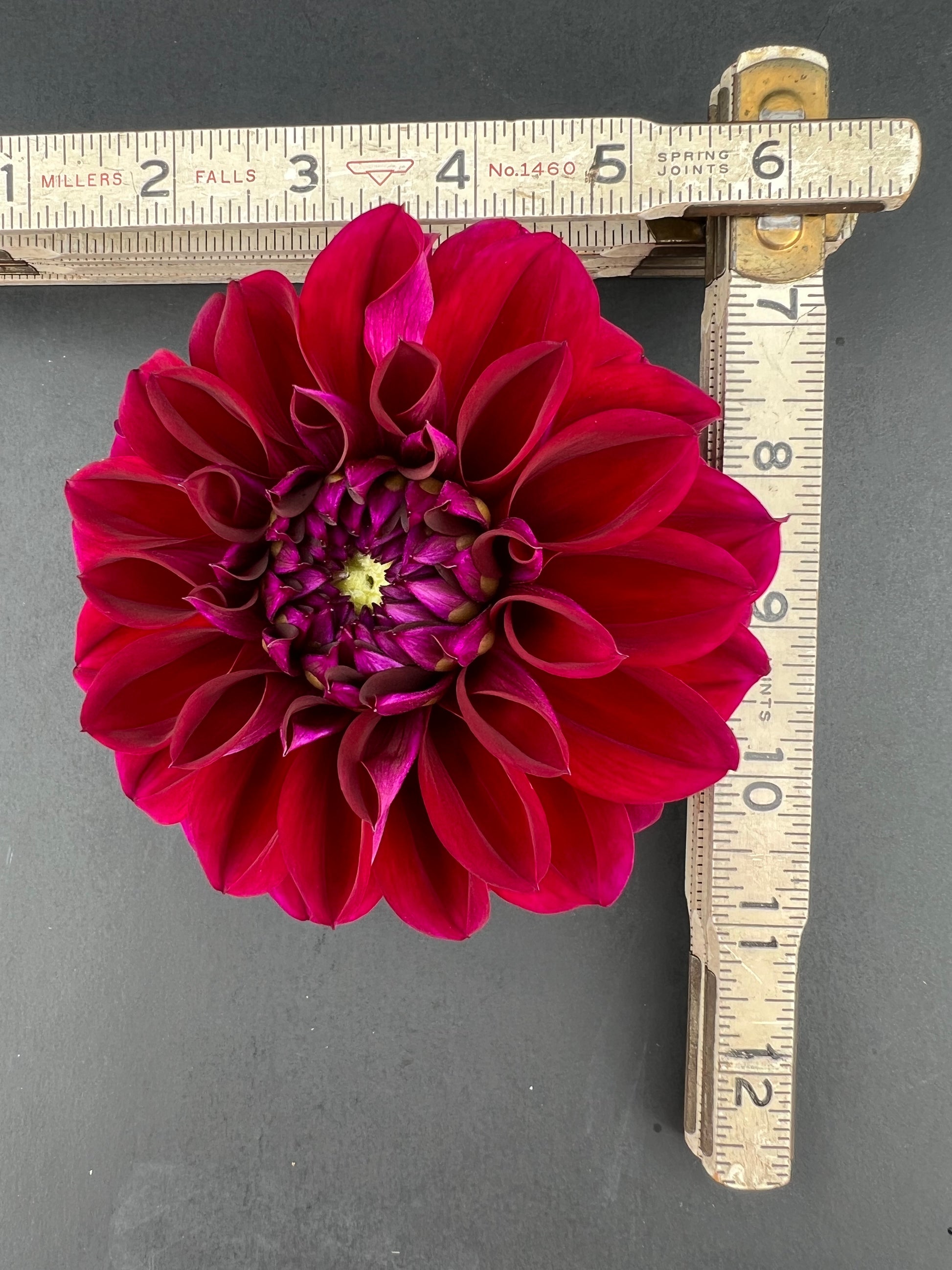 diva dahlia bloom with vibrant purple petals, grown from high-quality tubers for sale