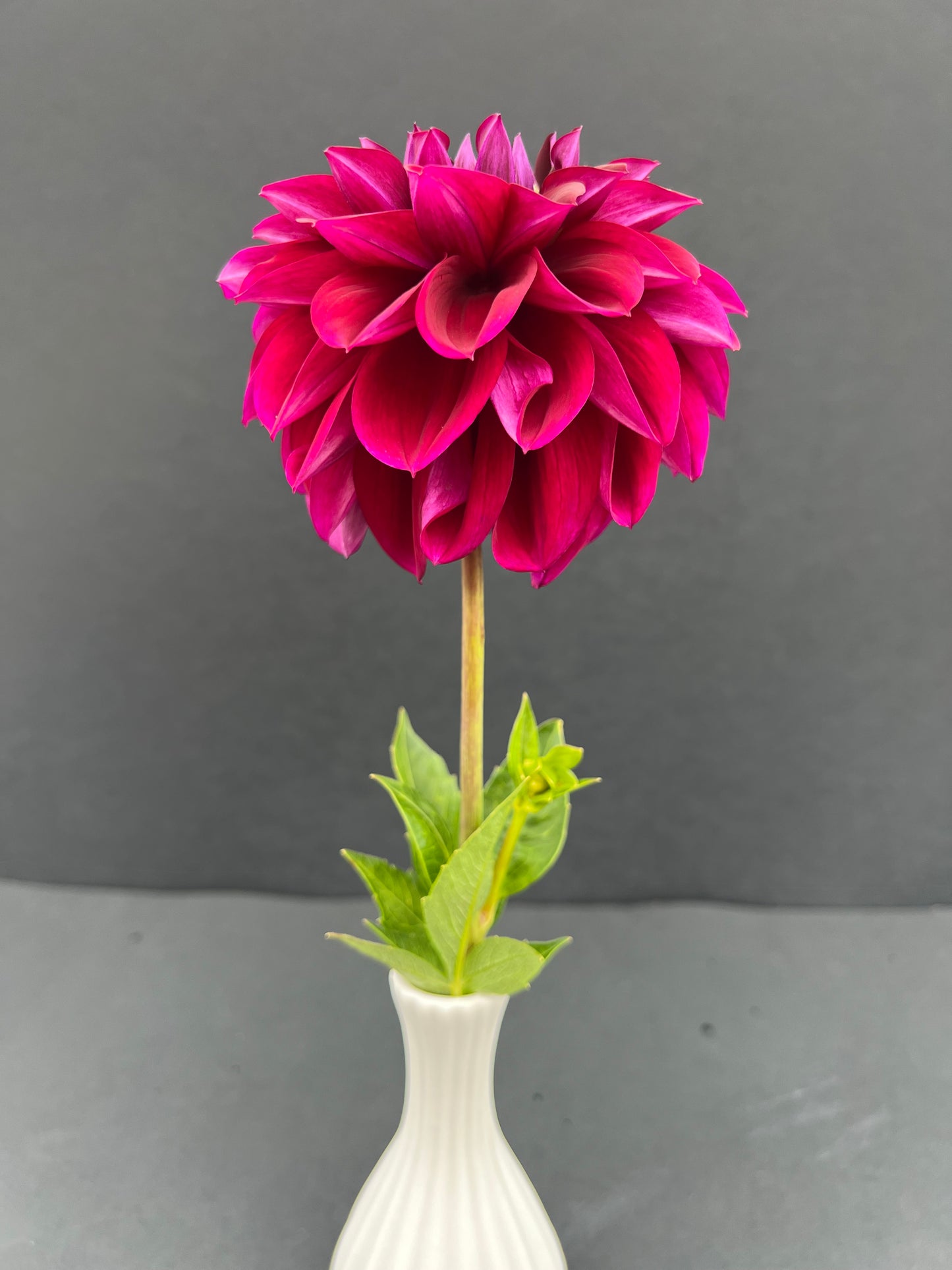 diva dahlia bloom with vibrant purple petals, grown from high-quality tubers for sale