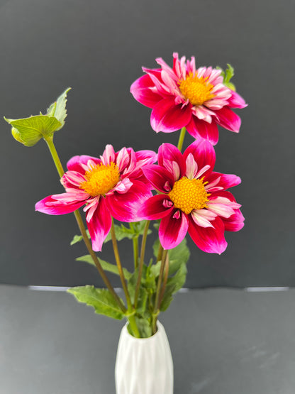 double trouble dahlia bloom with vibrant dark pink-pink-yellow petals, grown from high-quality tubers for sale