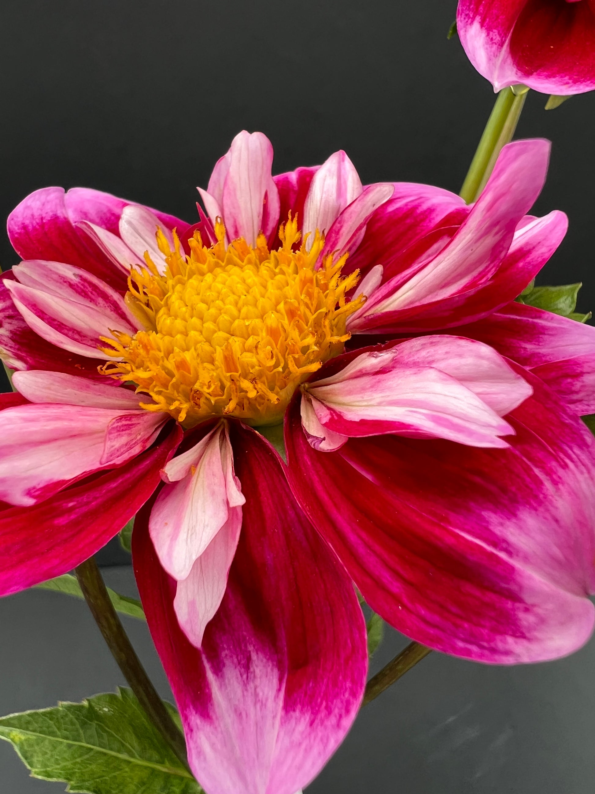 double trouble dahlia bloom with vibrant dark pink-pink-yellow petals, grown from high-quality tubers for sale