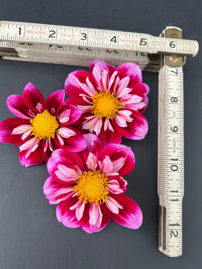 double trouble dahlia bloom with vibrant dark pink-pink-yellow petals, grown from high-quality tubers for sale