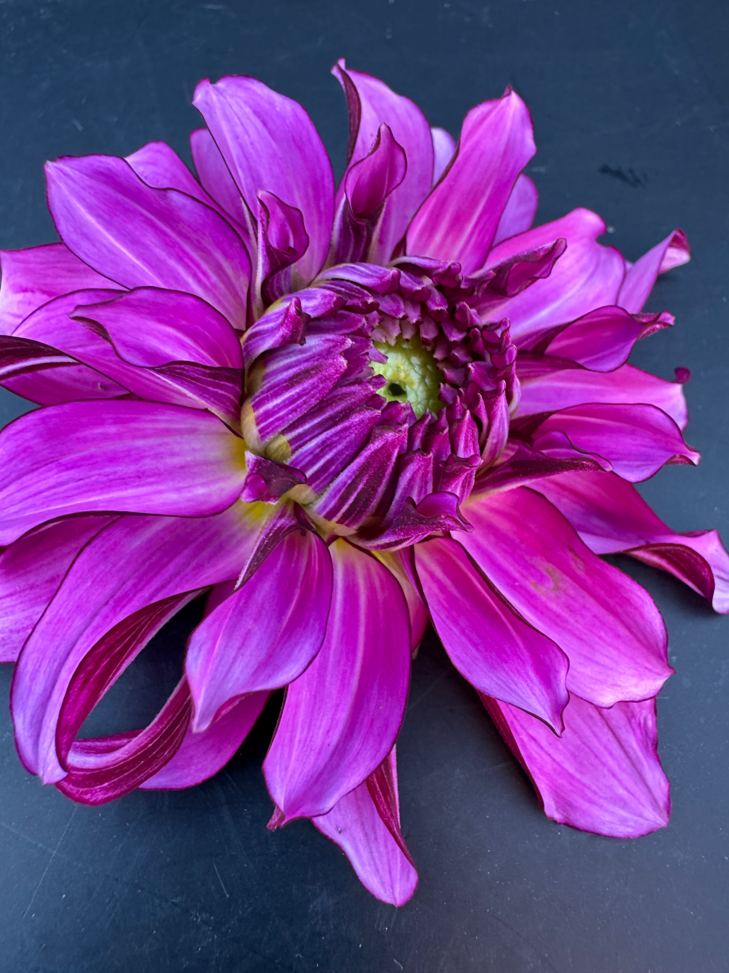Drama Queen - Dahlia