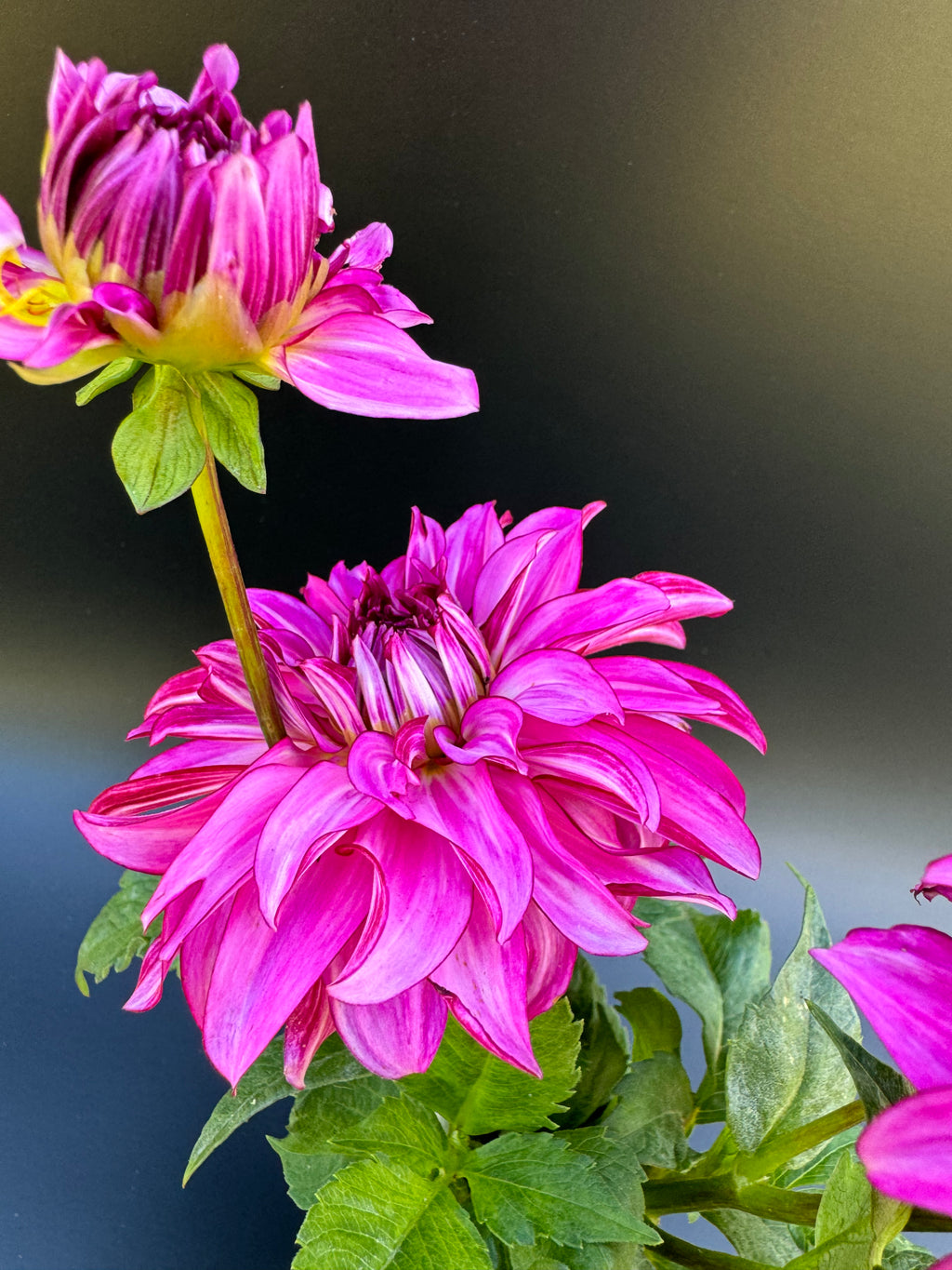 Drama Queen - Dahlia