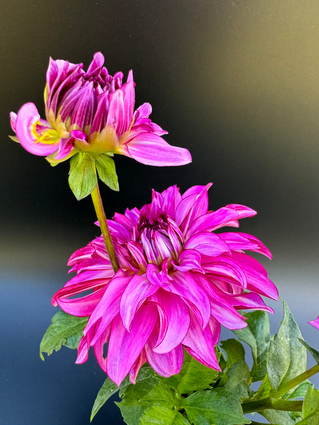 Drama Queen - Dahlia