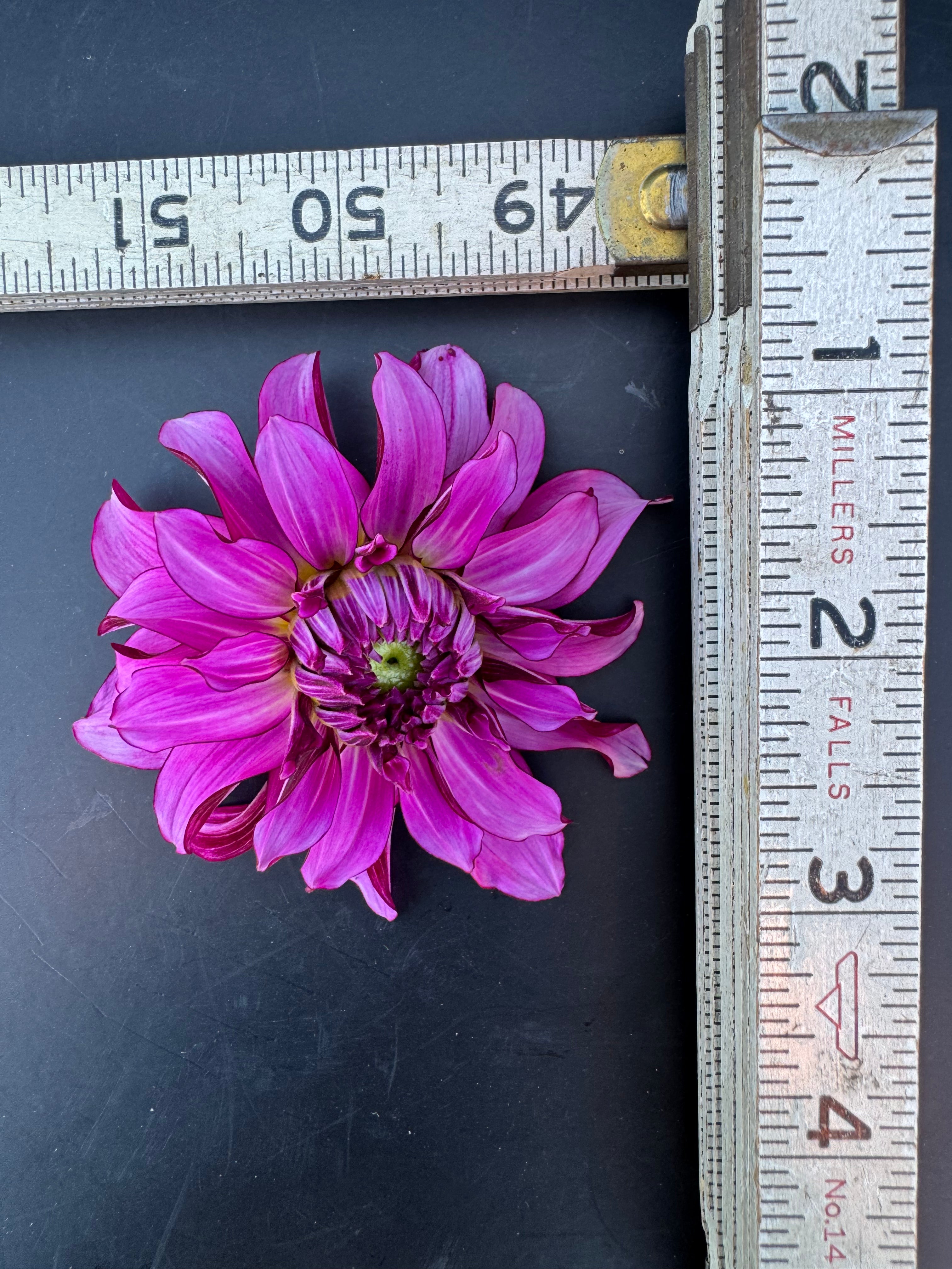 Drama Queen - Dahlia