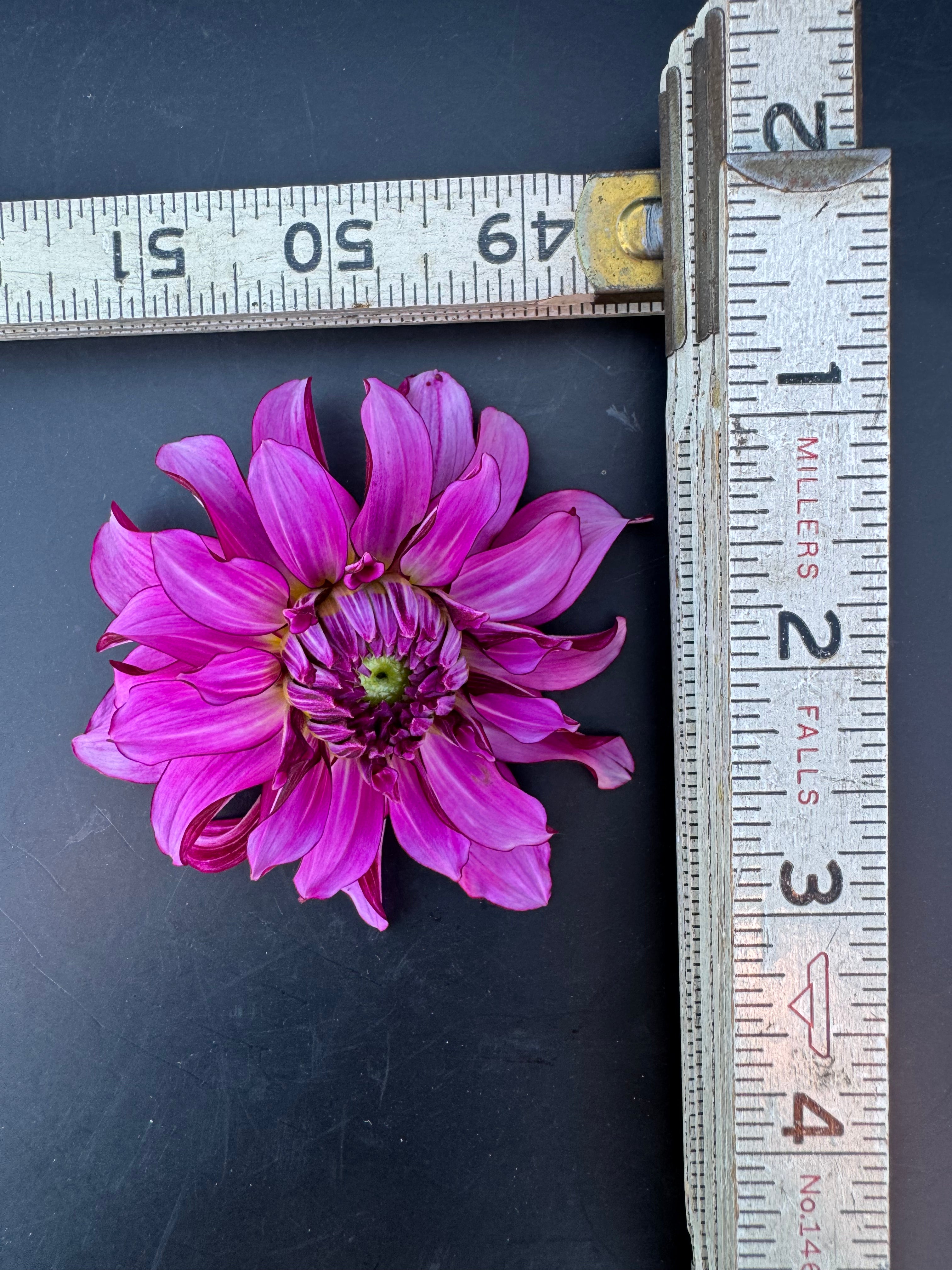 Drama Queen - Dahlia