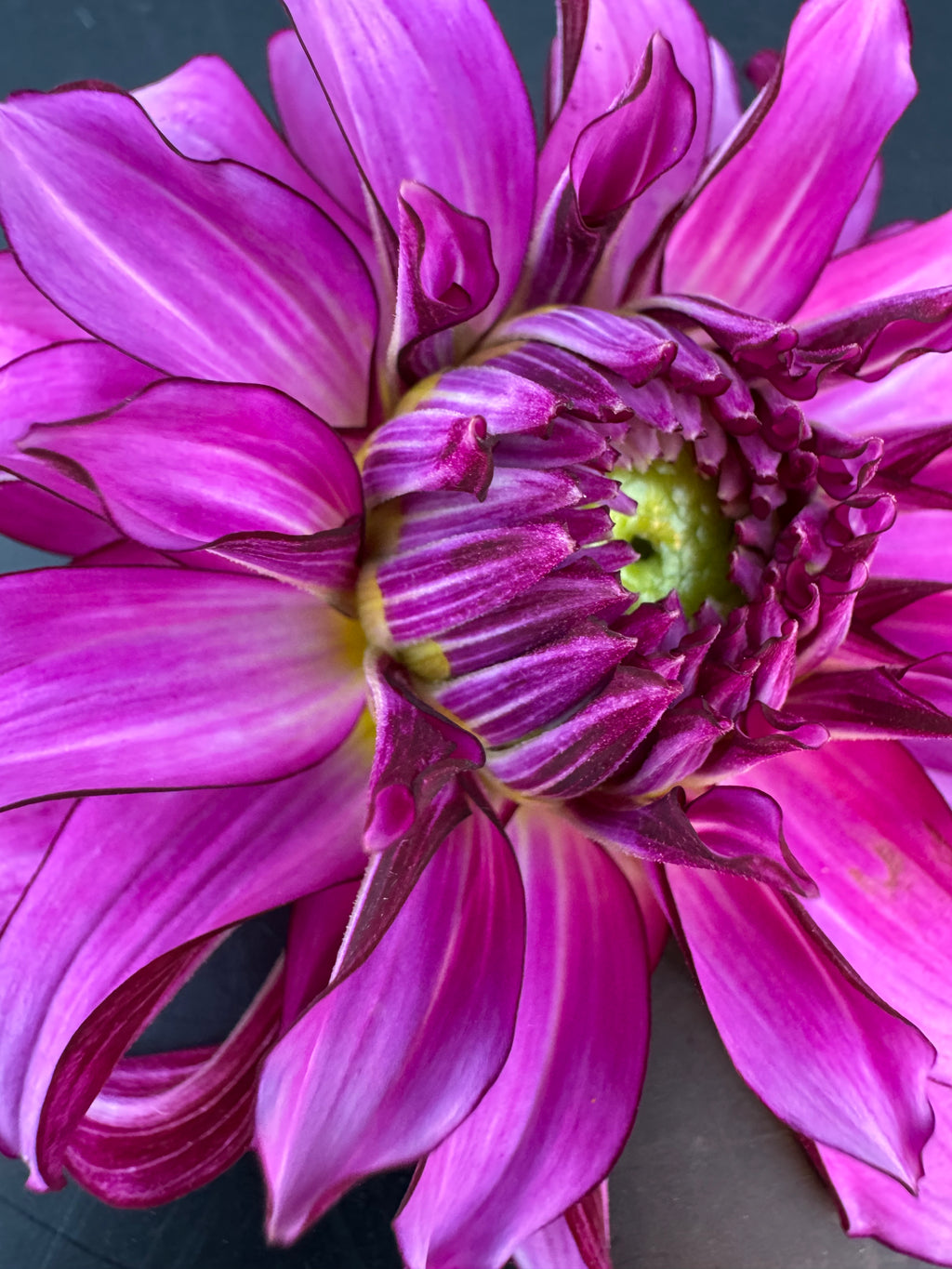 Drama Queen - Dahlia