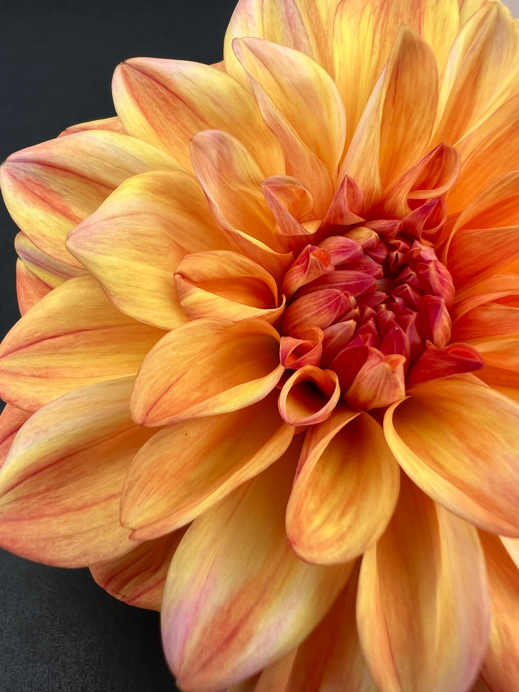 ferncliff copper dahlia bloom with vibrant bronze petals, grown from high-quality tubers for sale