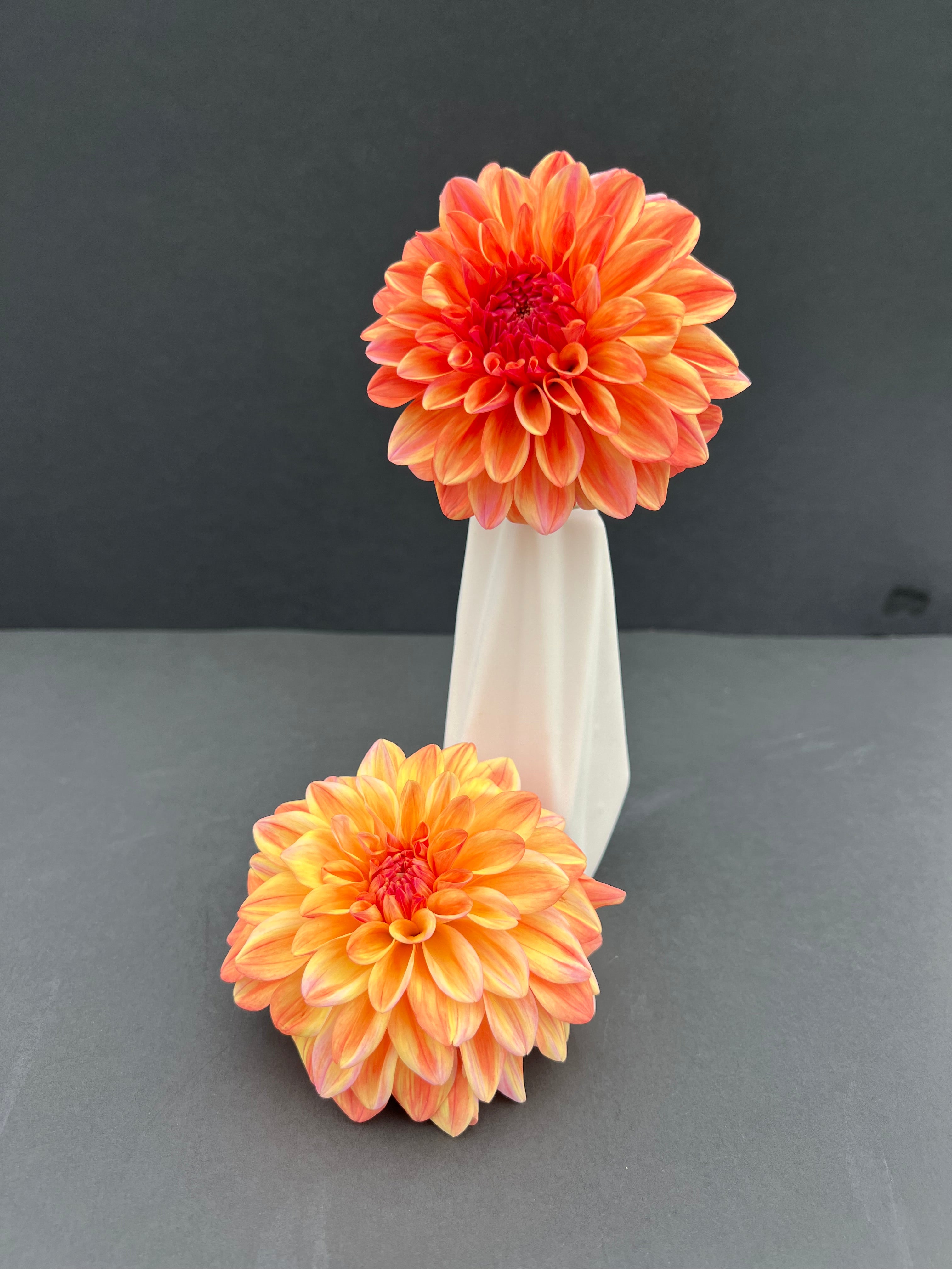 ferncliff copper dahlia bloom with vibrant bronze petals, grown from high-quality tubers for sale