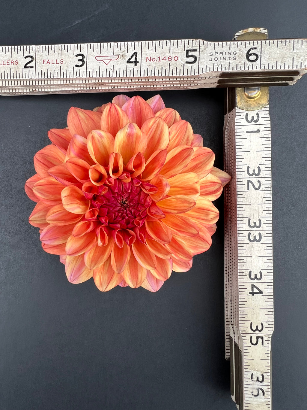 ferncliff copper dahlia bloom with vibrant bronze petals, grown from high-quality tubers for sale