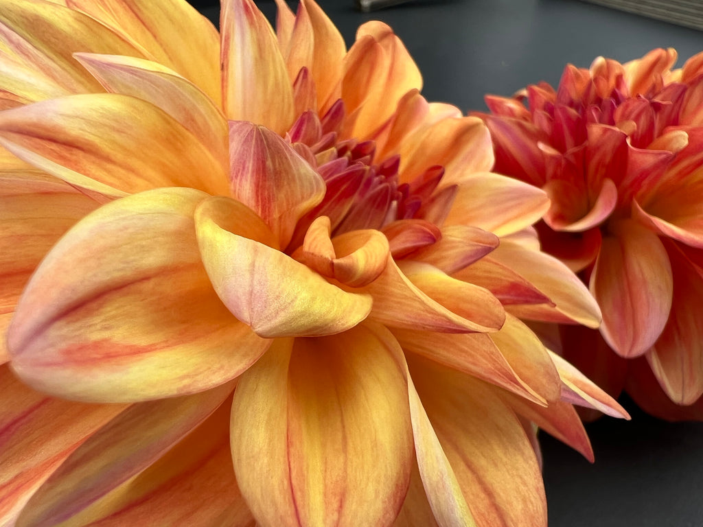 ferncliff copper dahlia bloom with vibrant bronze petals, grown from high-quality tubers for sale