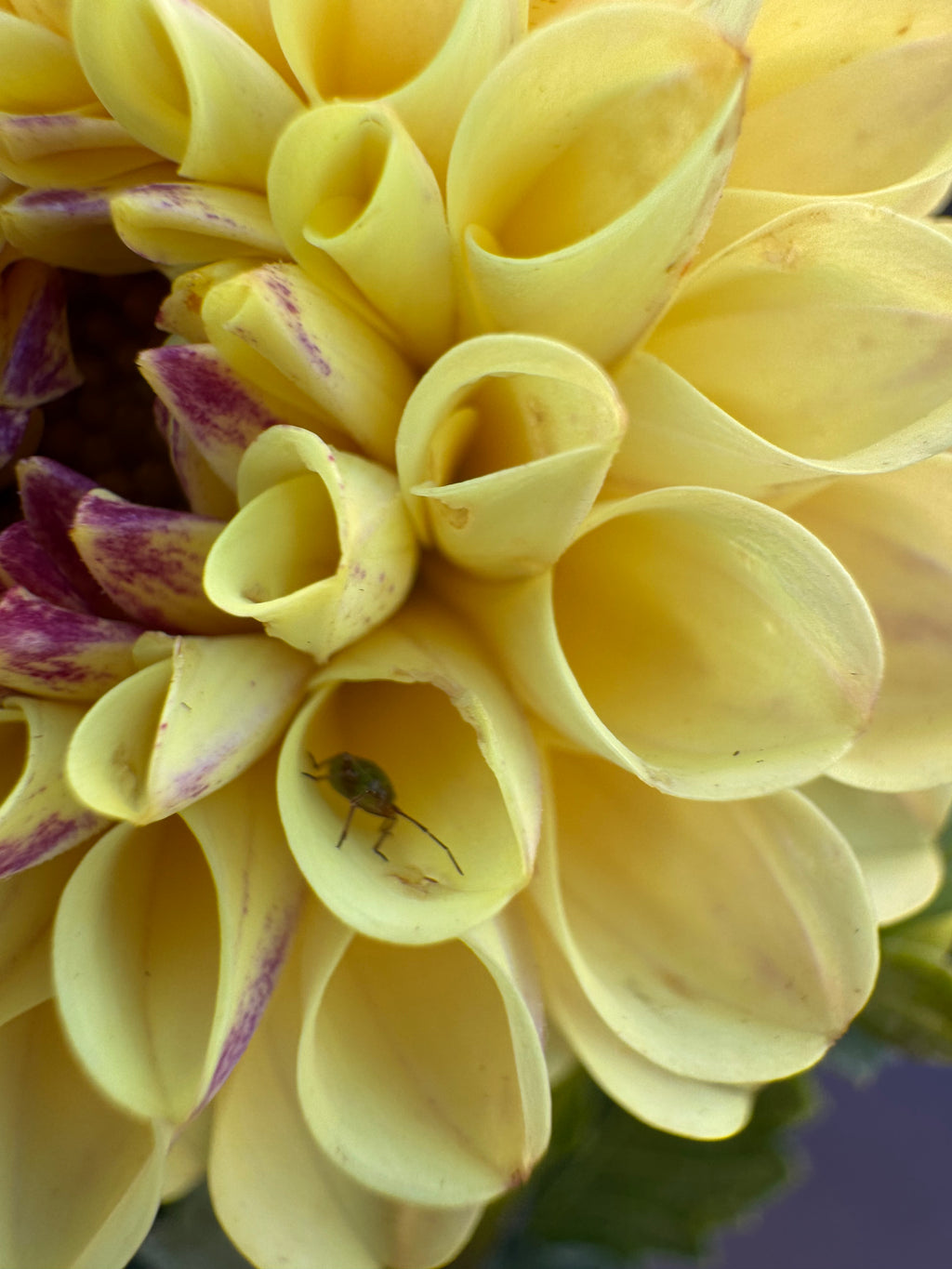 Ferncliff Spice - Dahlia