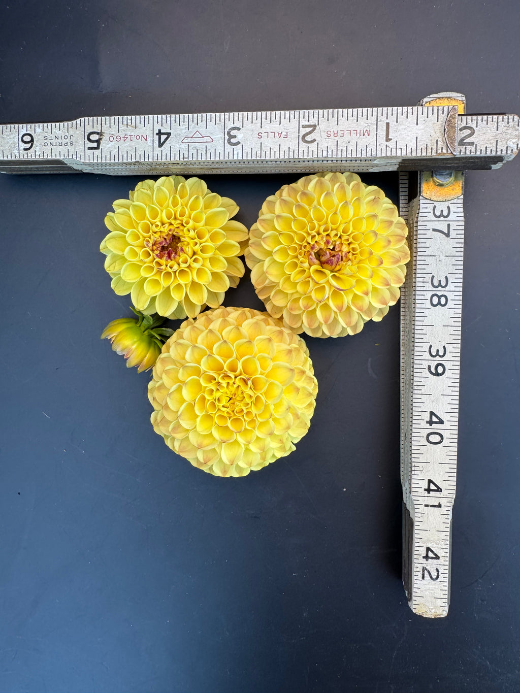 Ferncliff Spice - Dahlia