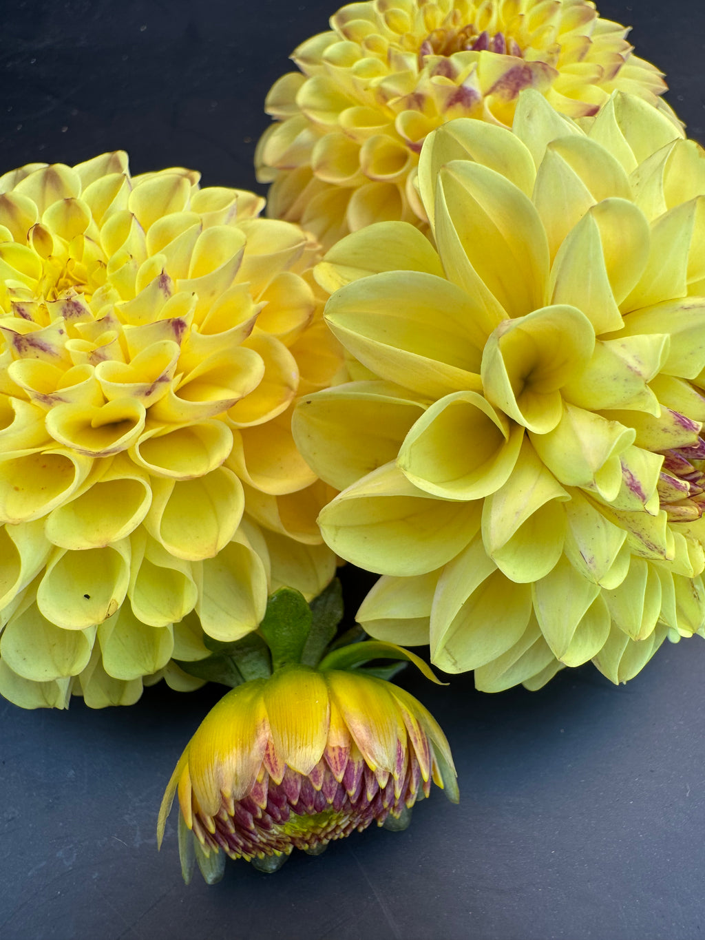 Ferncliff Spice - Dahlia