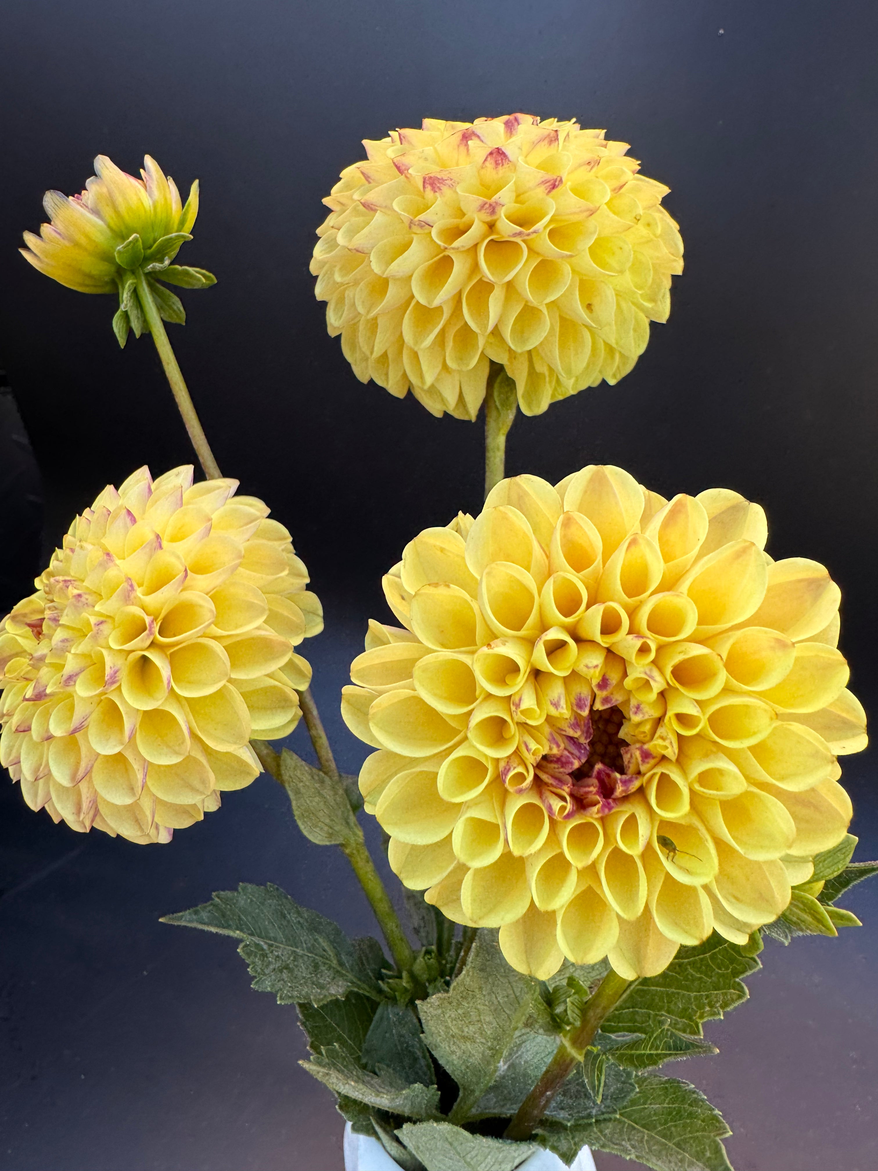 Ferncliff Spice - Dahlia