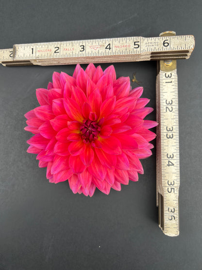 fire magic dahlia bloom with vibrant red-dark pink-pink petals, grown from high-quality tubers for sale