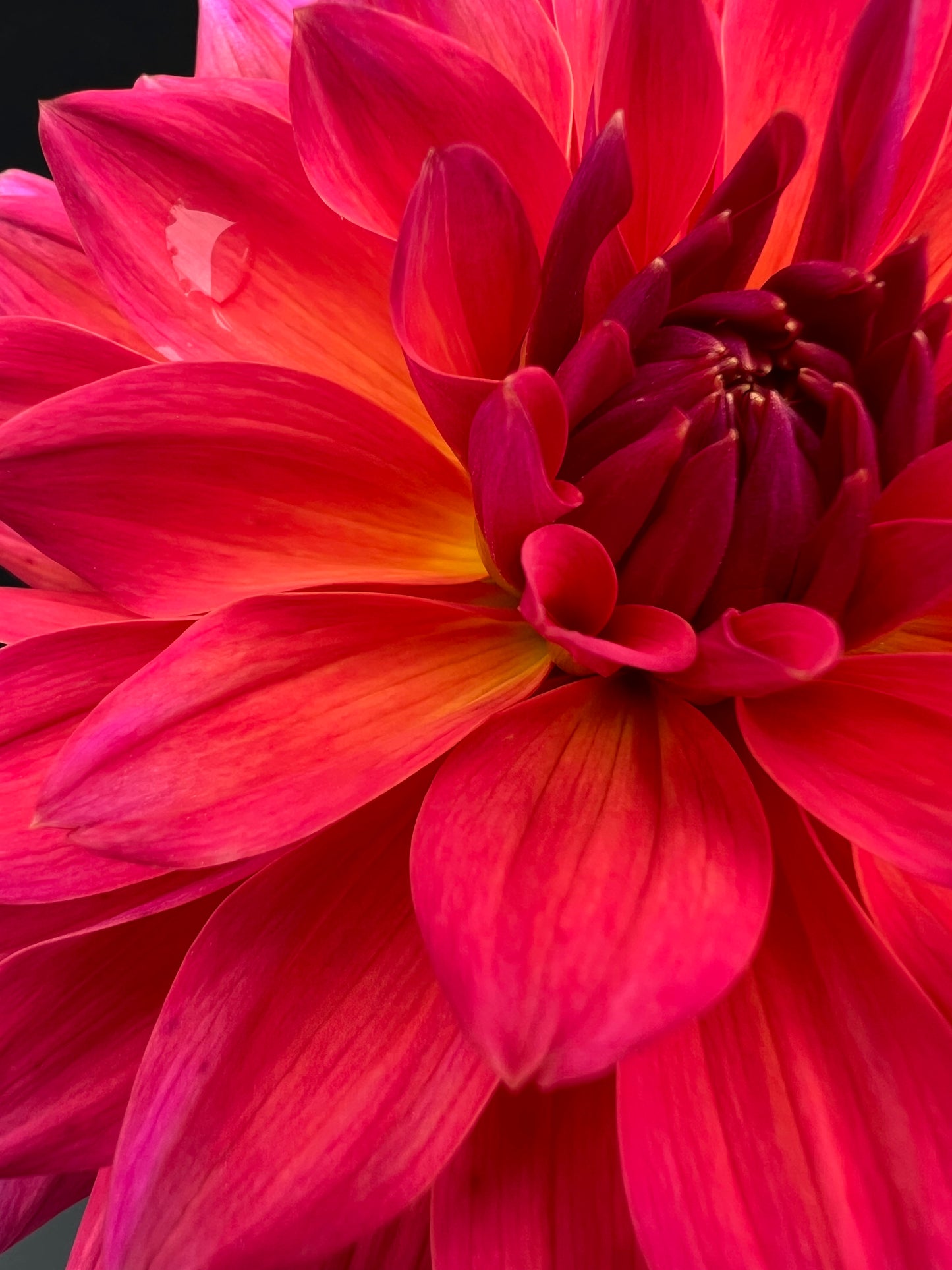 fire magic dahlia bloom with vibrant red-dark pink-pink petals, grown from high-quality tubers for sale