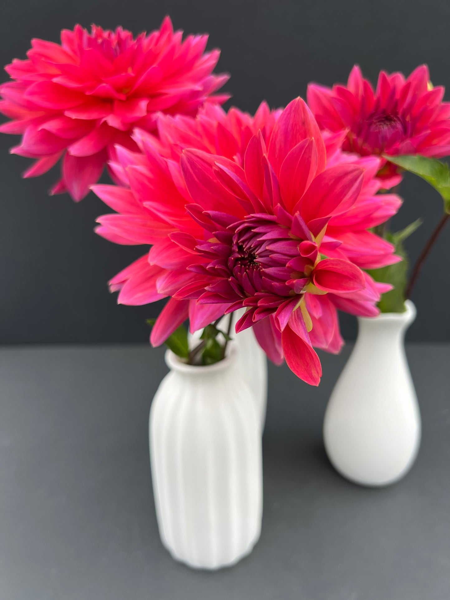 fire magic dahlia bloom with vibrant red-dark pink-pink petals, grown from high-quality tubers for sale