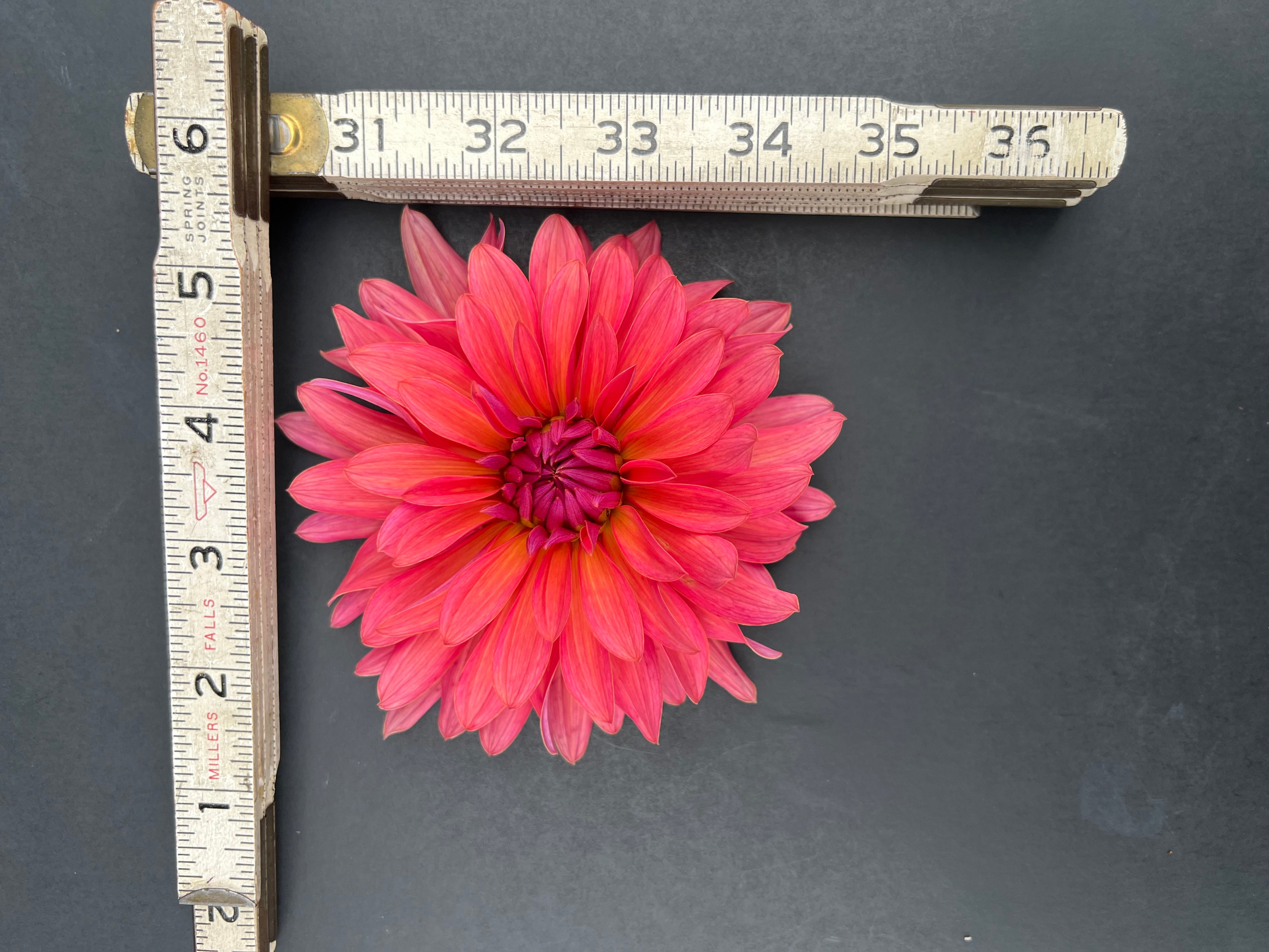 flip flop dahlia bloom with vibrant pink petals, grown from high-quality tubers for sale