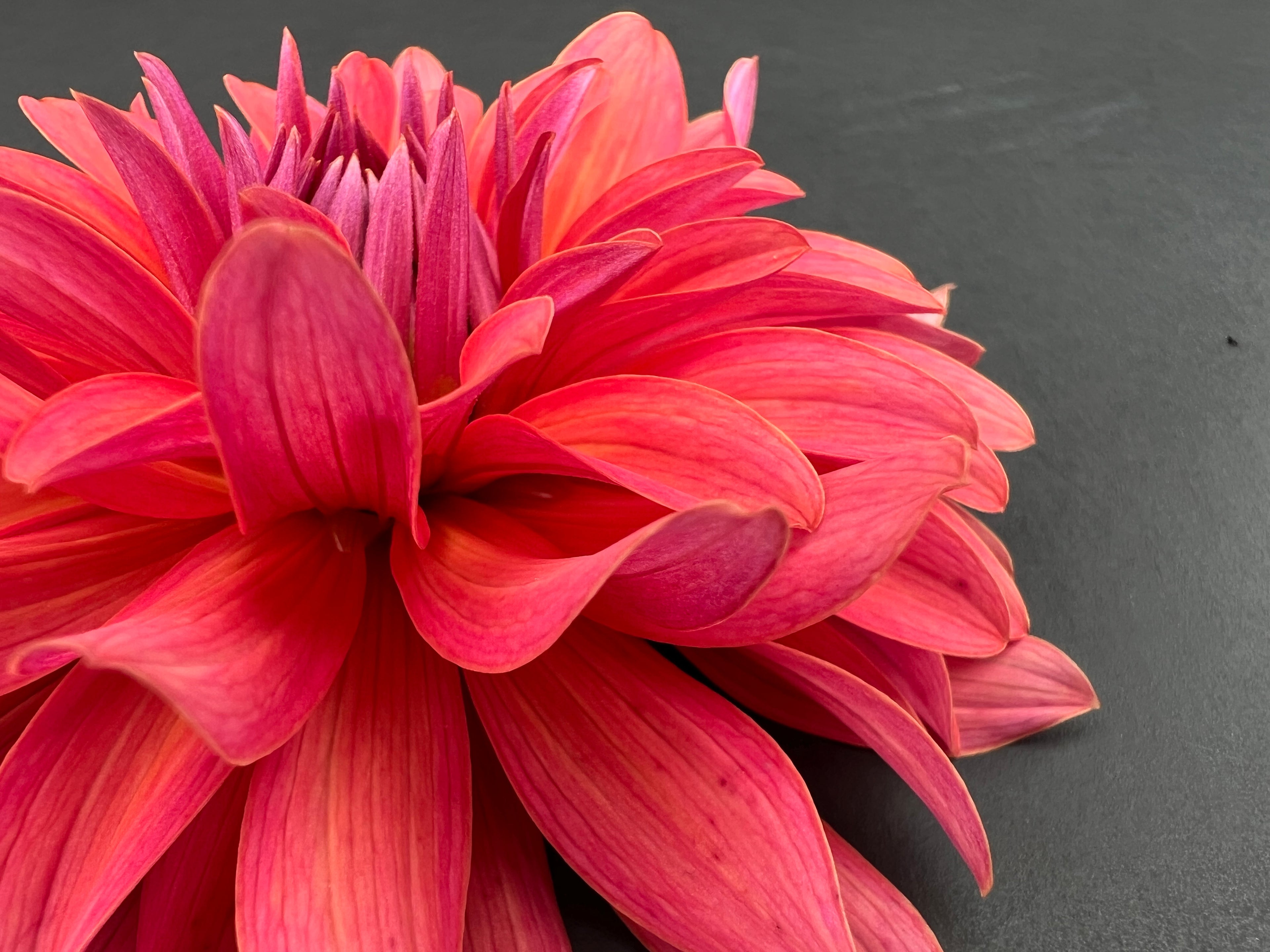 flip flop dahlia bloom with vibrant pink petals, grown from high-quality tubers for sale