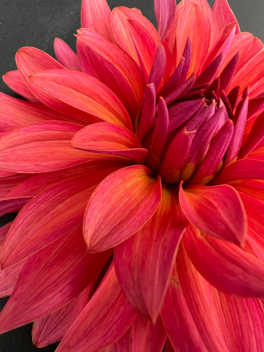 flip flop dahlia bloom with vibrant pink petals, grown from high-quality tubers for sale