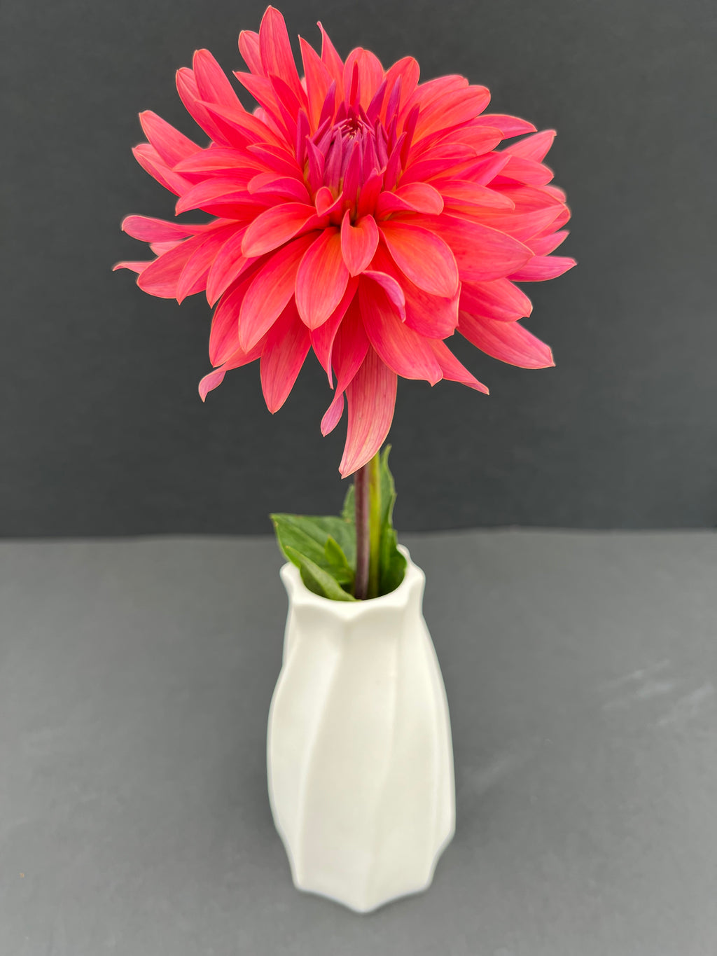 flip flop dahlia bloom with vibrant pink petals, grown from high-quality tubers for sale
