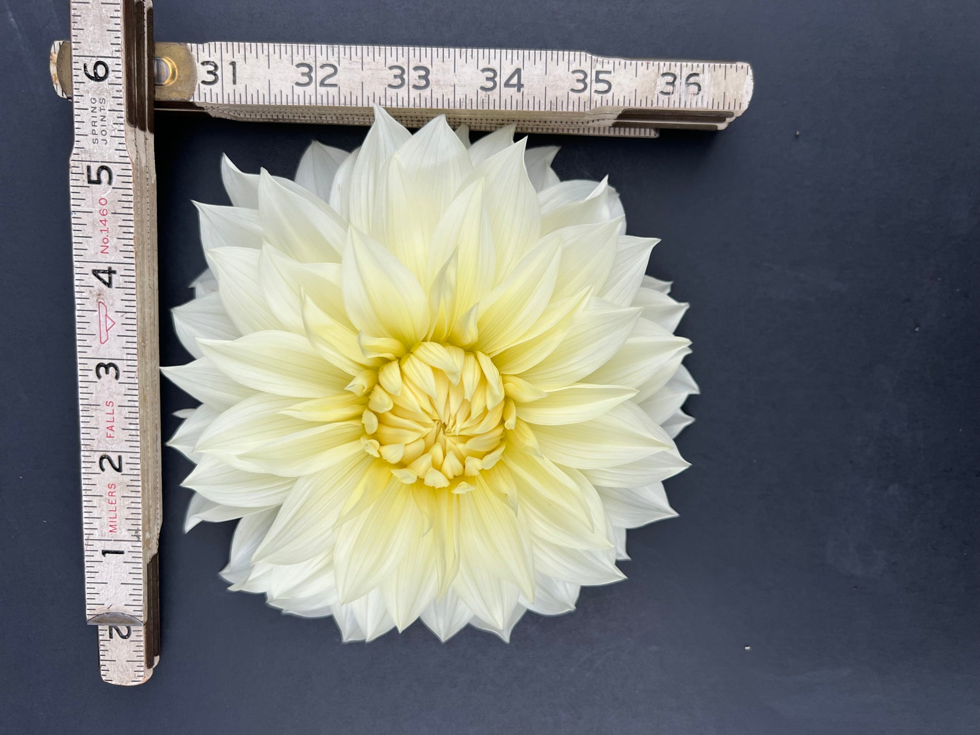 frozen dahlia bloom with vibrant white-yellow petals, grown from high-quality tubers for sale