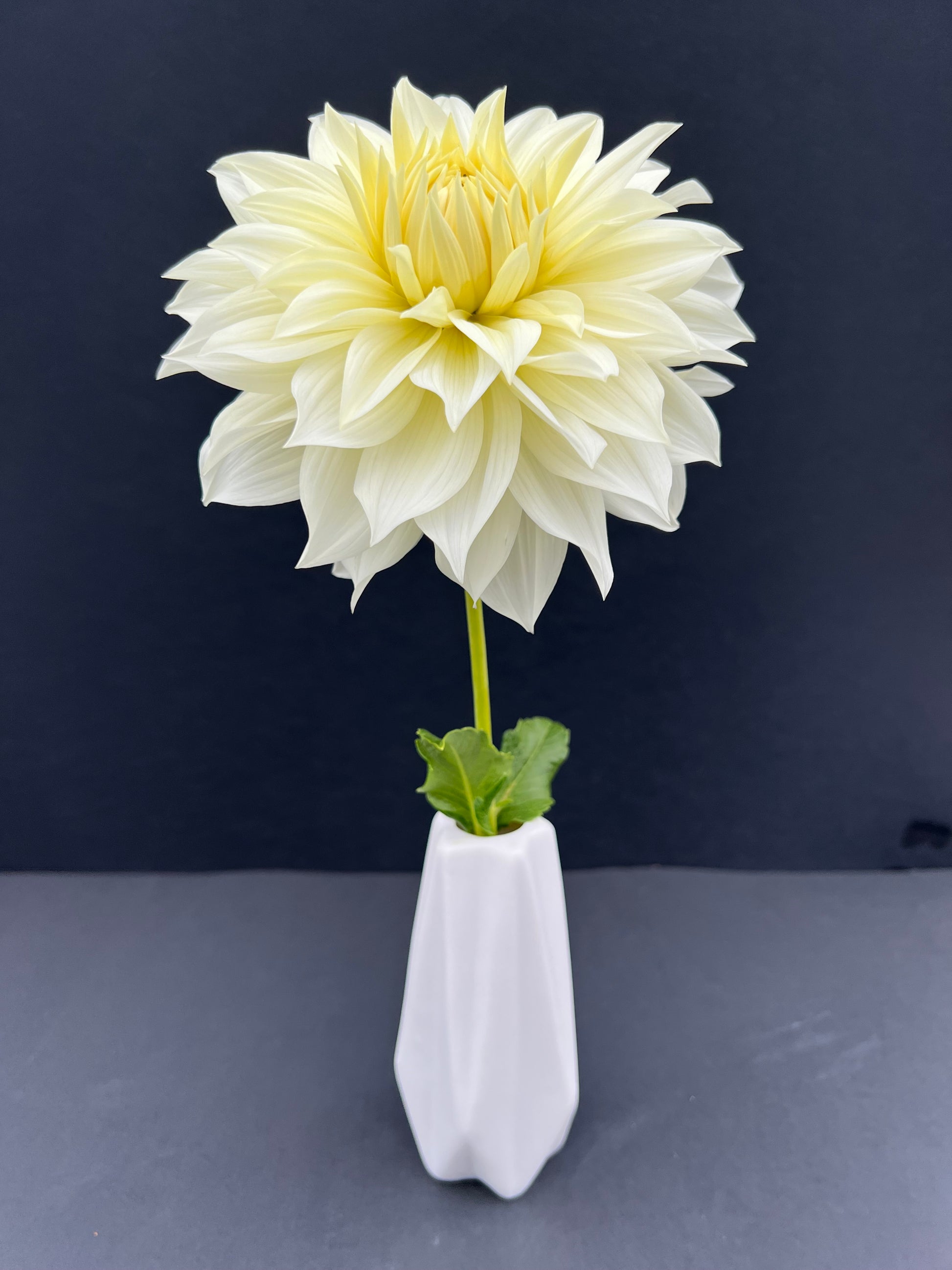 frozen dahlia bloom with vibrant white-yellow petals, grown from high-quality tubers for sale