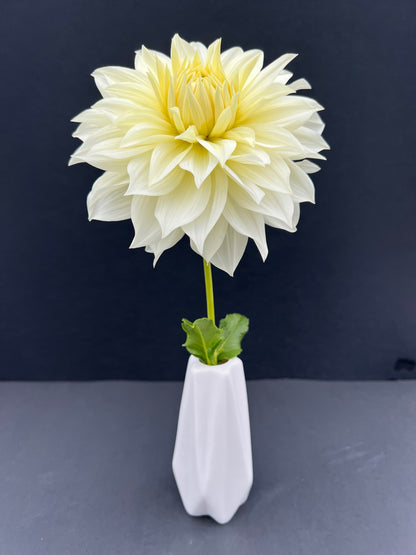 frozen dahlia bloom with vibrant white-yellow petals, grown from high-quality tubers for sale