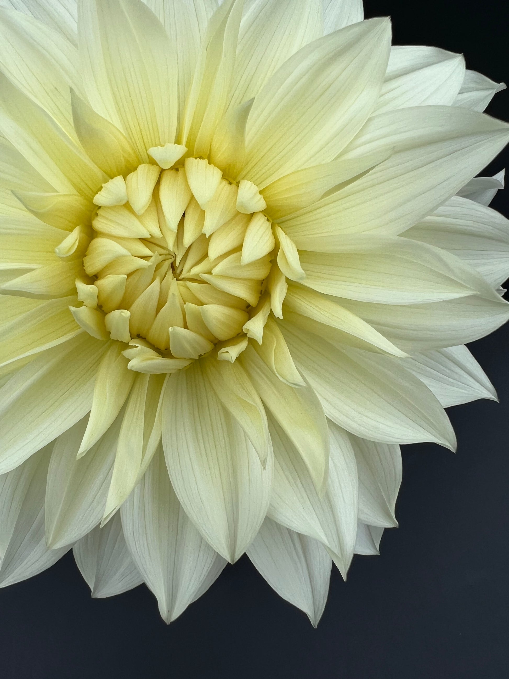 frozen dahlia bloom with vibrant white-yellow petals, grown from high-quality tubers for sale