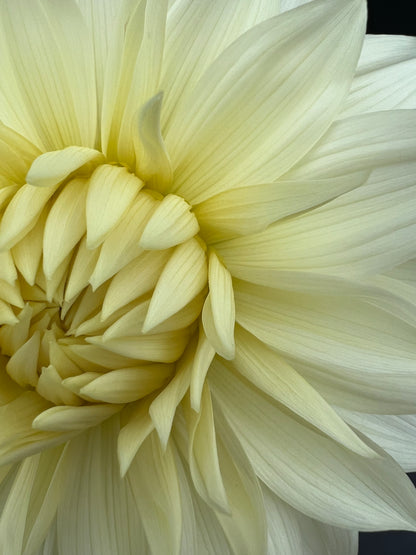 frozen dahlia bloom with vibrant white-yellow petals, grown from high-quality tubers for sale