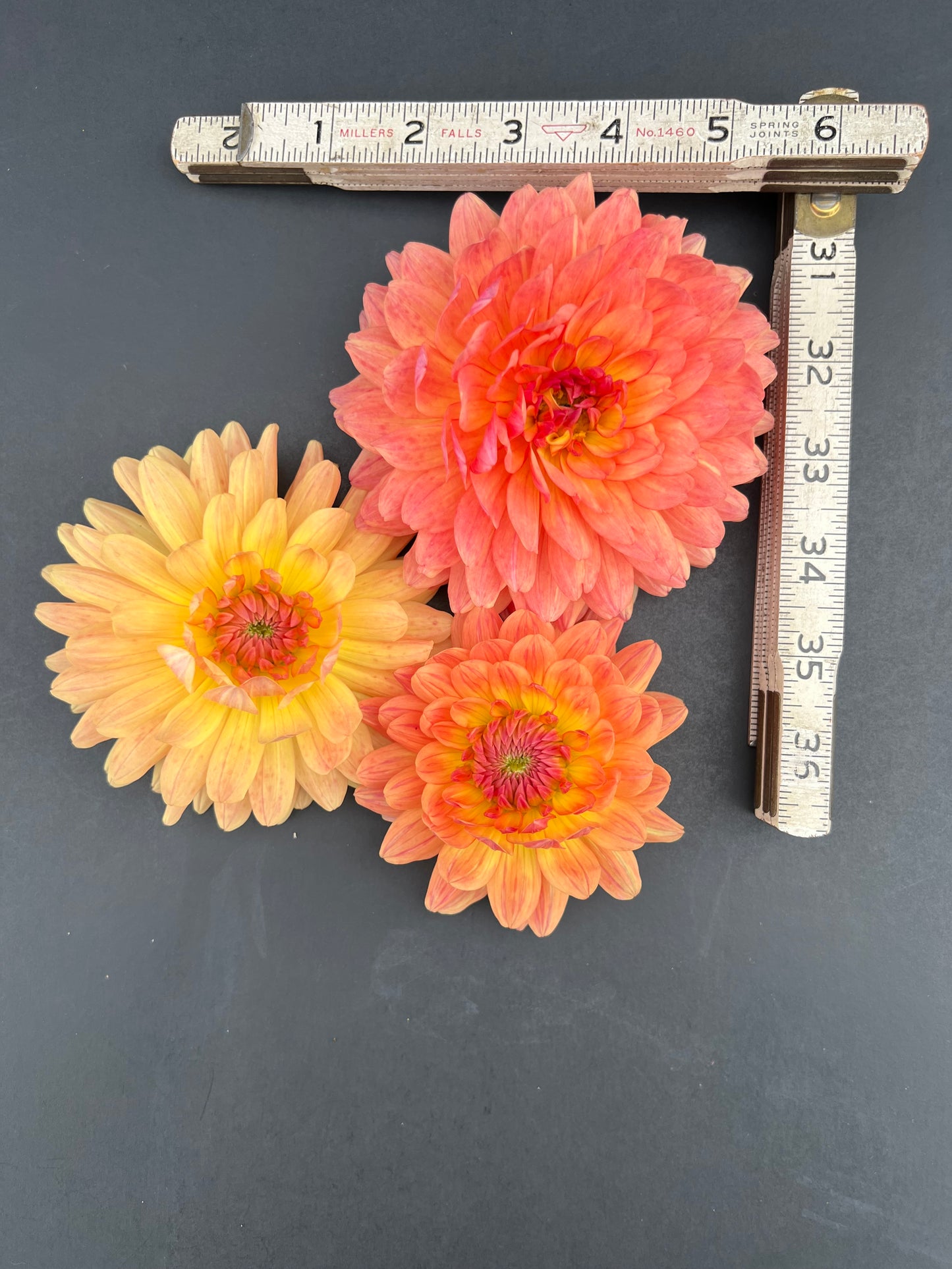 gabrielle marie dahlia bloom with vibrant orange petals, grown from high-quality tubers for sale