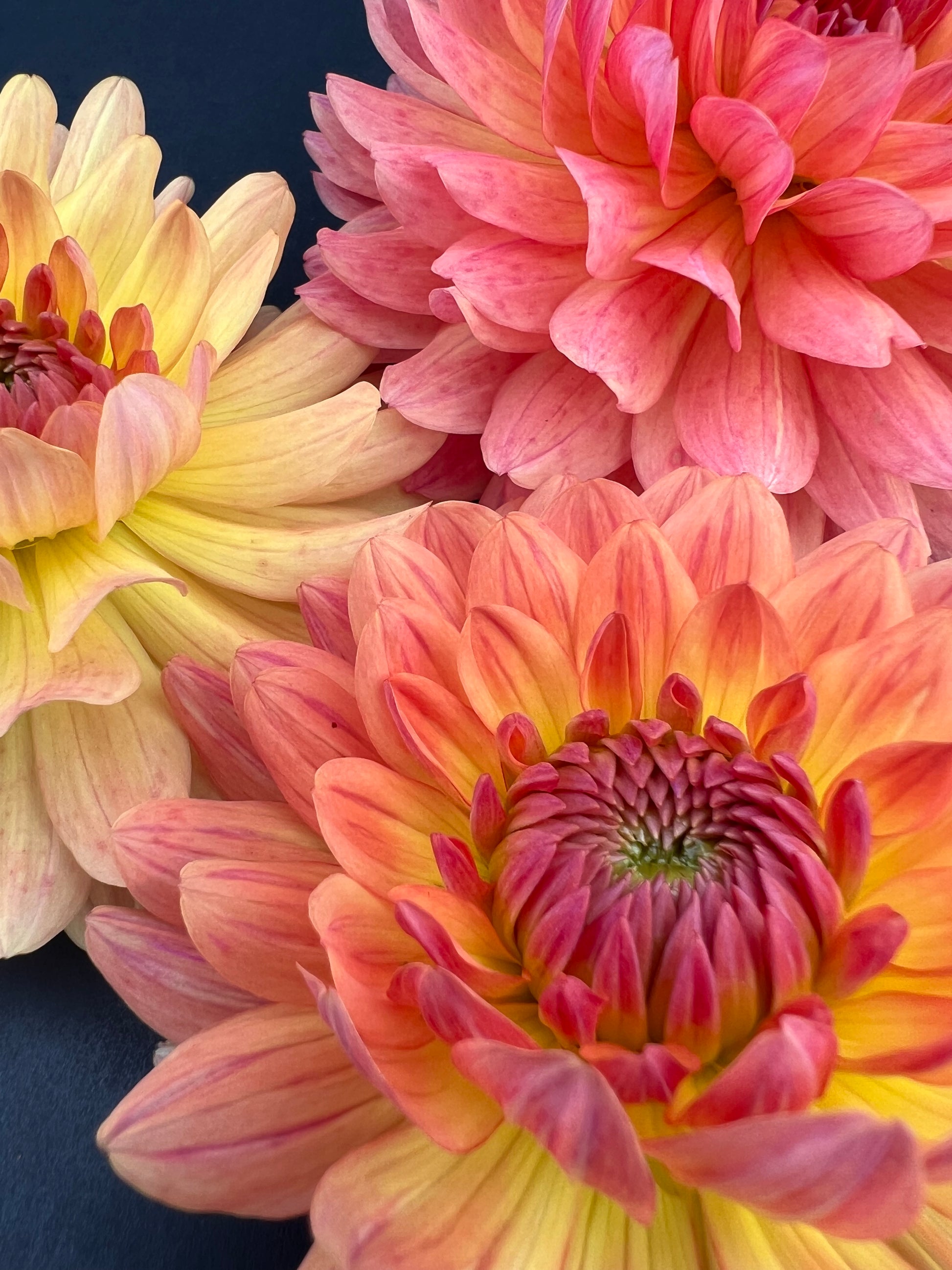 gabrielle marie dahlia bloom with vibrant orange petals, grown from high-quality tubers for sale