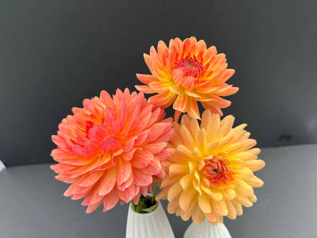 gabrielle marie dahlia bloom with vibrant orange petals, grown from high-quality tubers for sale
