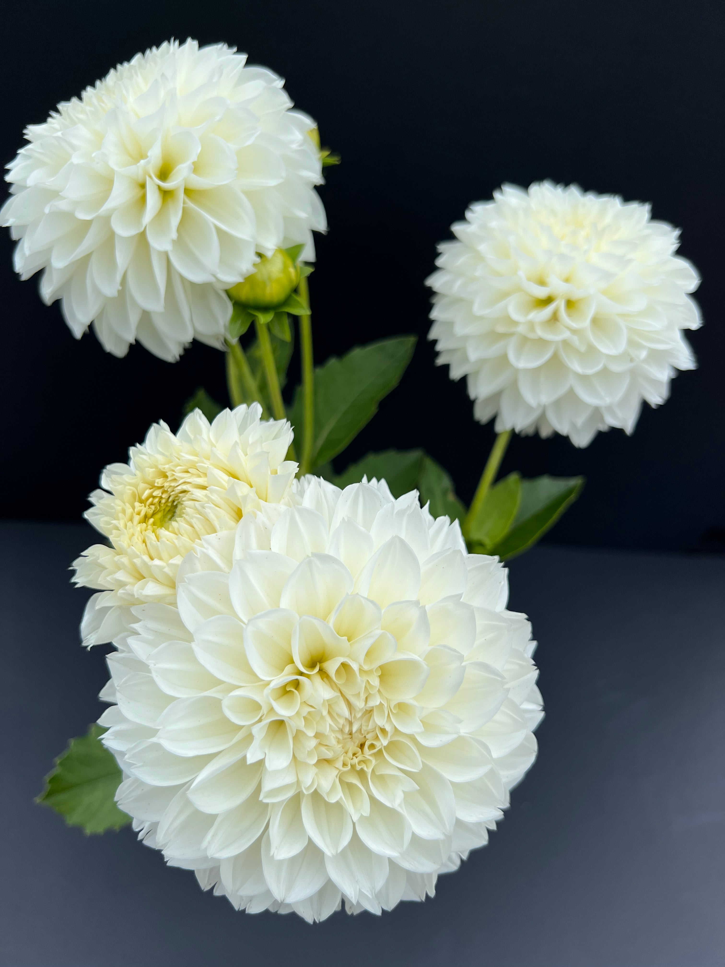 gitts attention 10 pack dahlia bloom with vibrant white petals, grown from high-quality tubers for sale