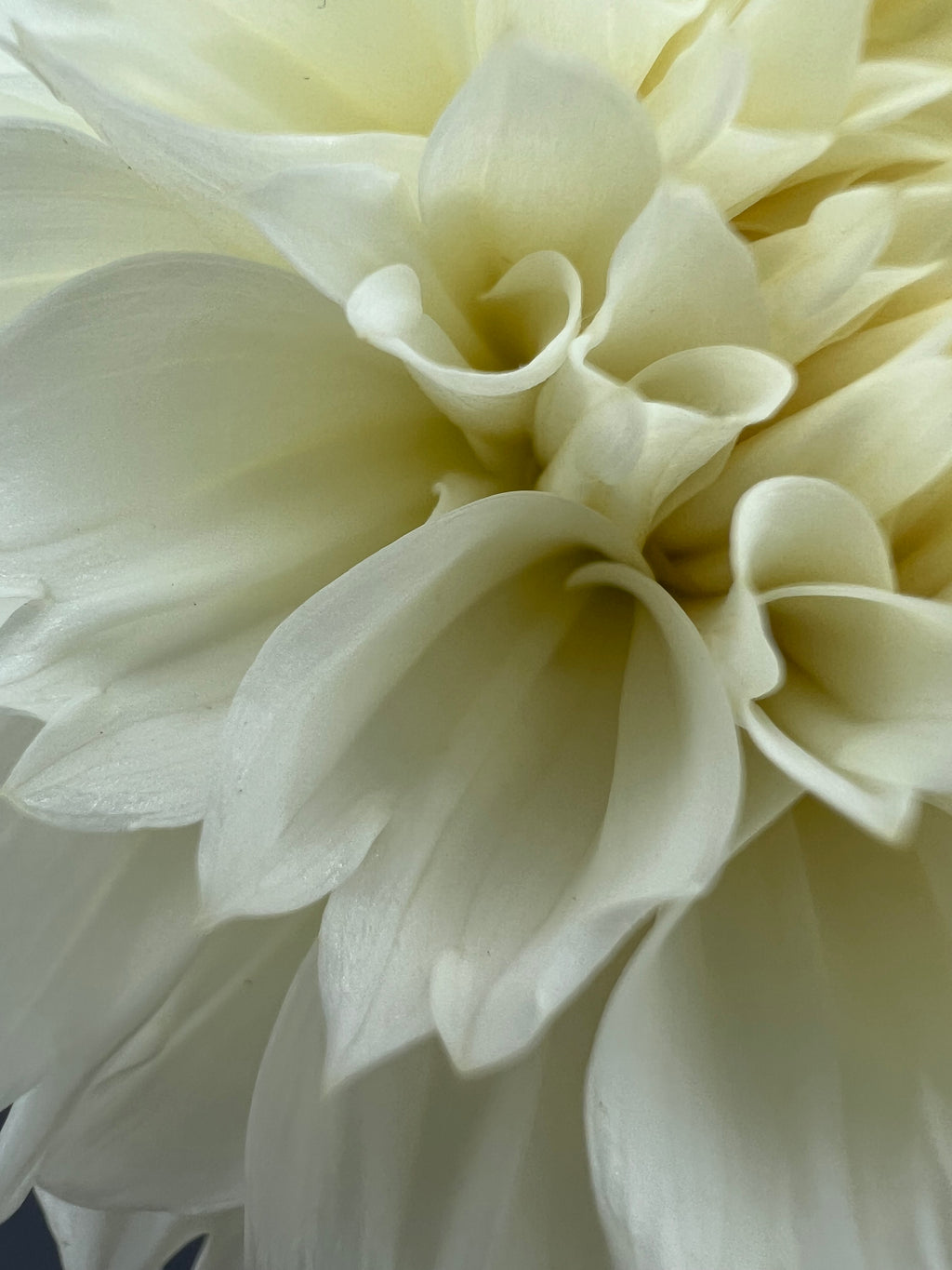 gitts attention dahlia bloom with vibrant white petals, grown from high-quality tubers for sale