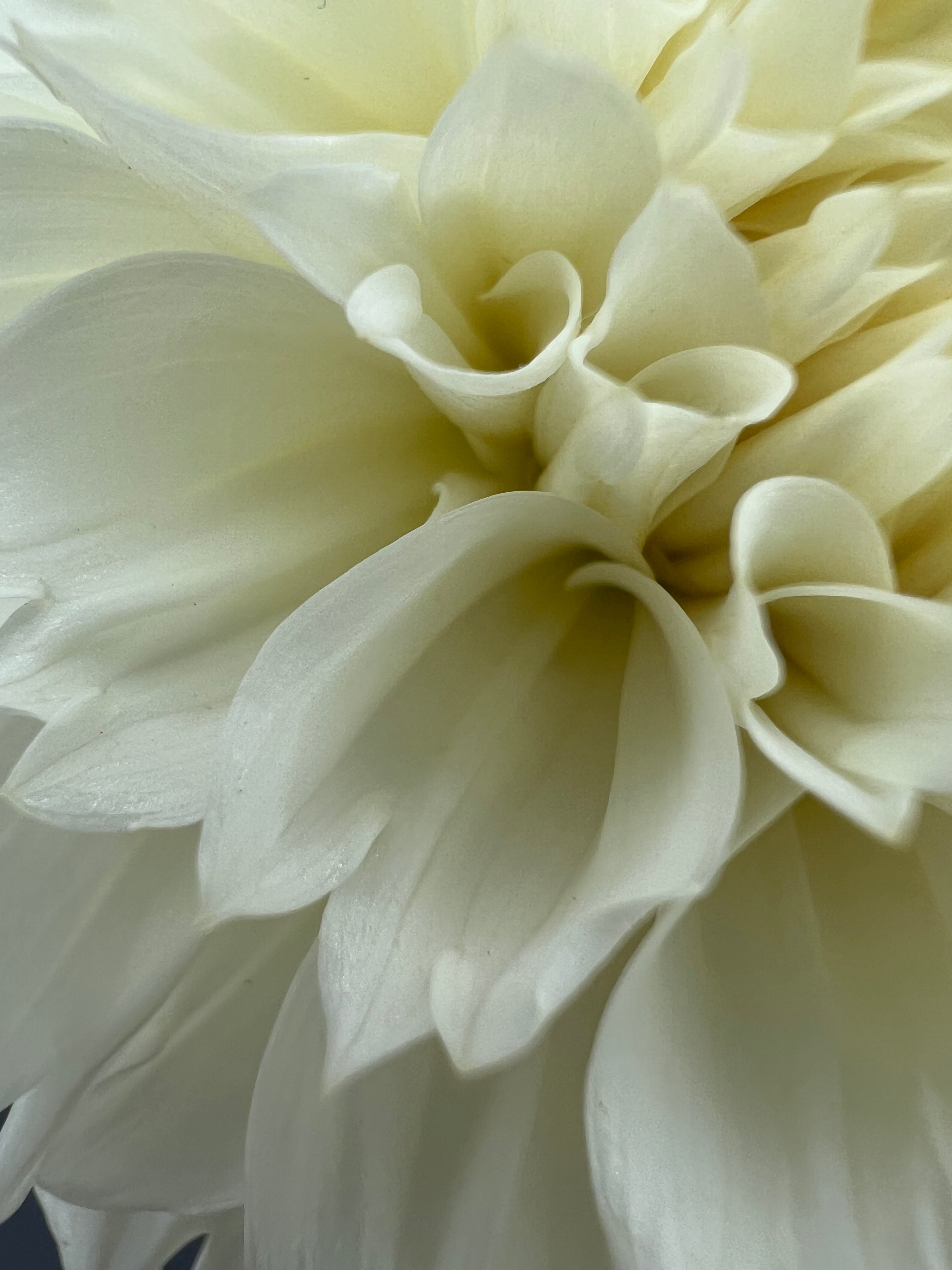gitts attention dahlia bloom with vibrant white petals, grown from high-quality tubers for sale