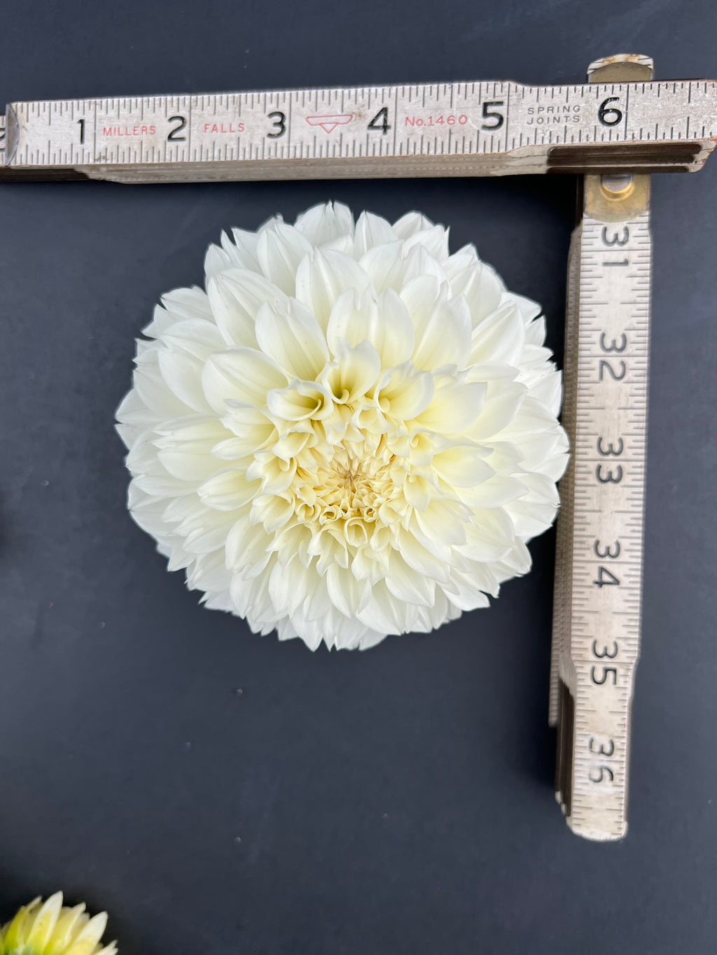 gitts attention dahlia bloom with vibrant white petals, grown from high-quality tubers for sale