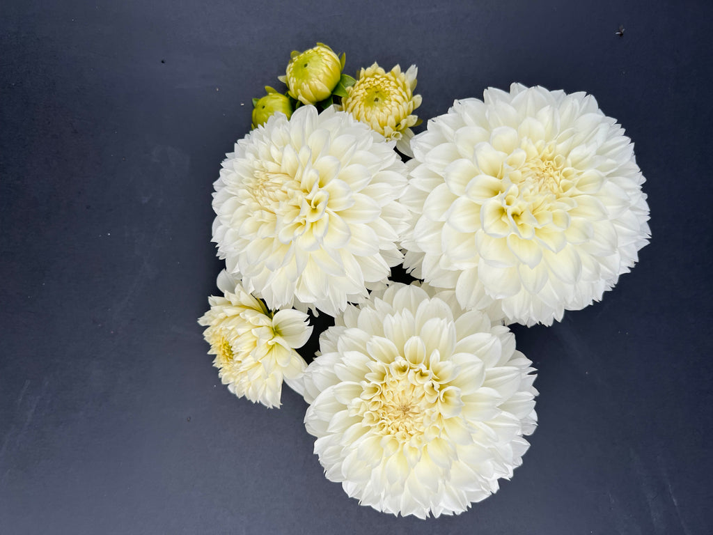 gitts attention 10 pack dahlia bloom with vibrant white petals, grown from high-quality tubers for sale