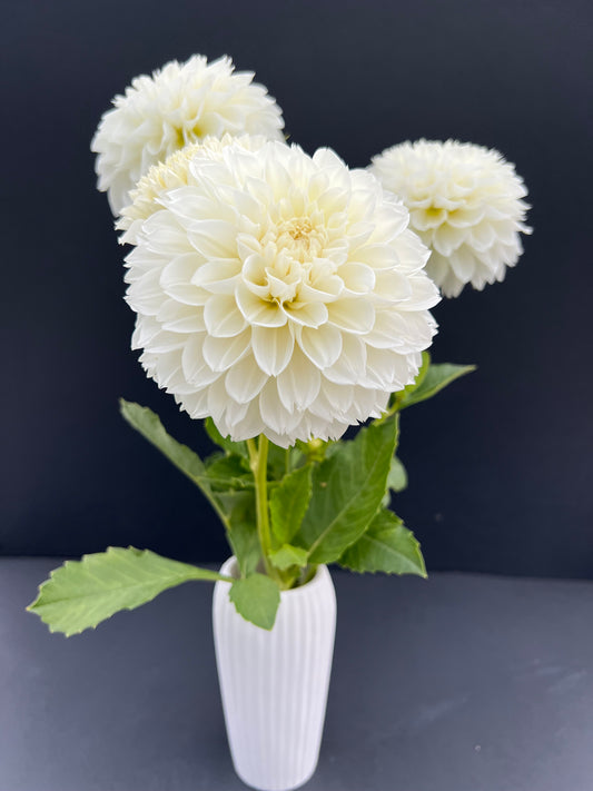 gitts attention dahlia bloom with vibrant white petals, grown from high-quality tubers for sale