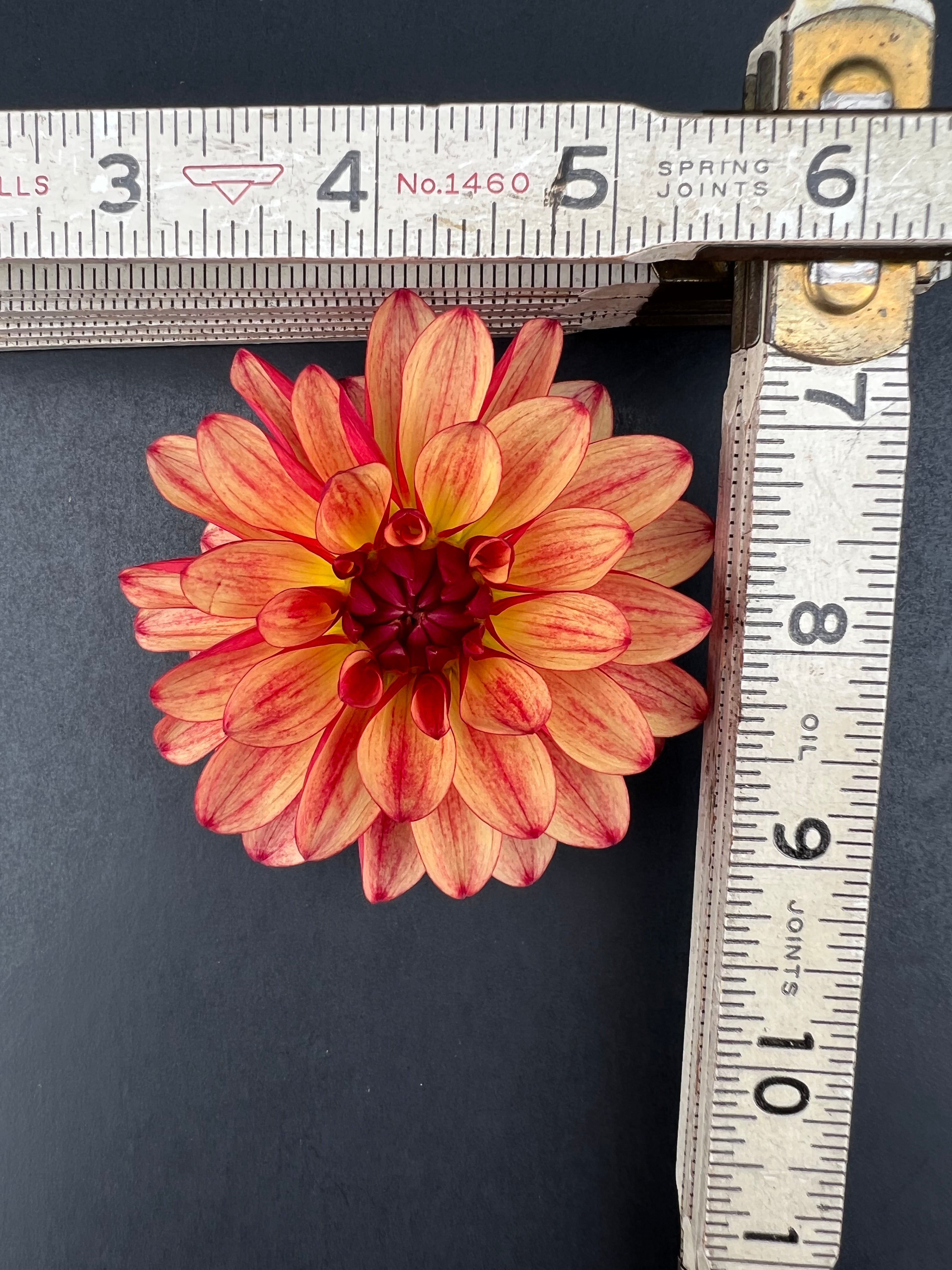 gitts crazy dahlia bloom with vibrant red-orange-yellow petals, grown from high-quality tubers for sale