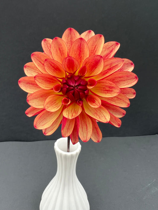 gitts crazy dahlia bloom with vibrant red-orange-yellow petals, grown from high-quality tubers for sale