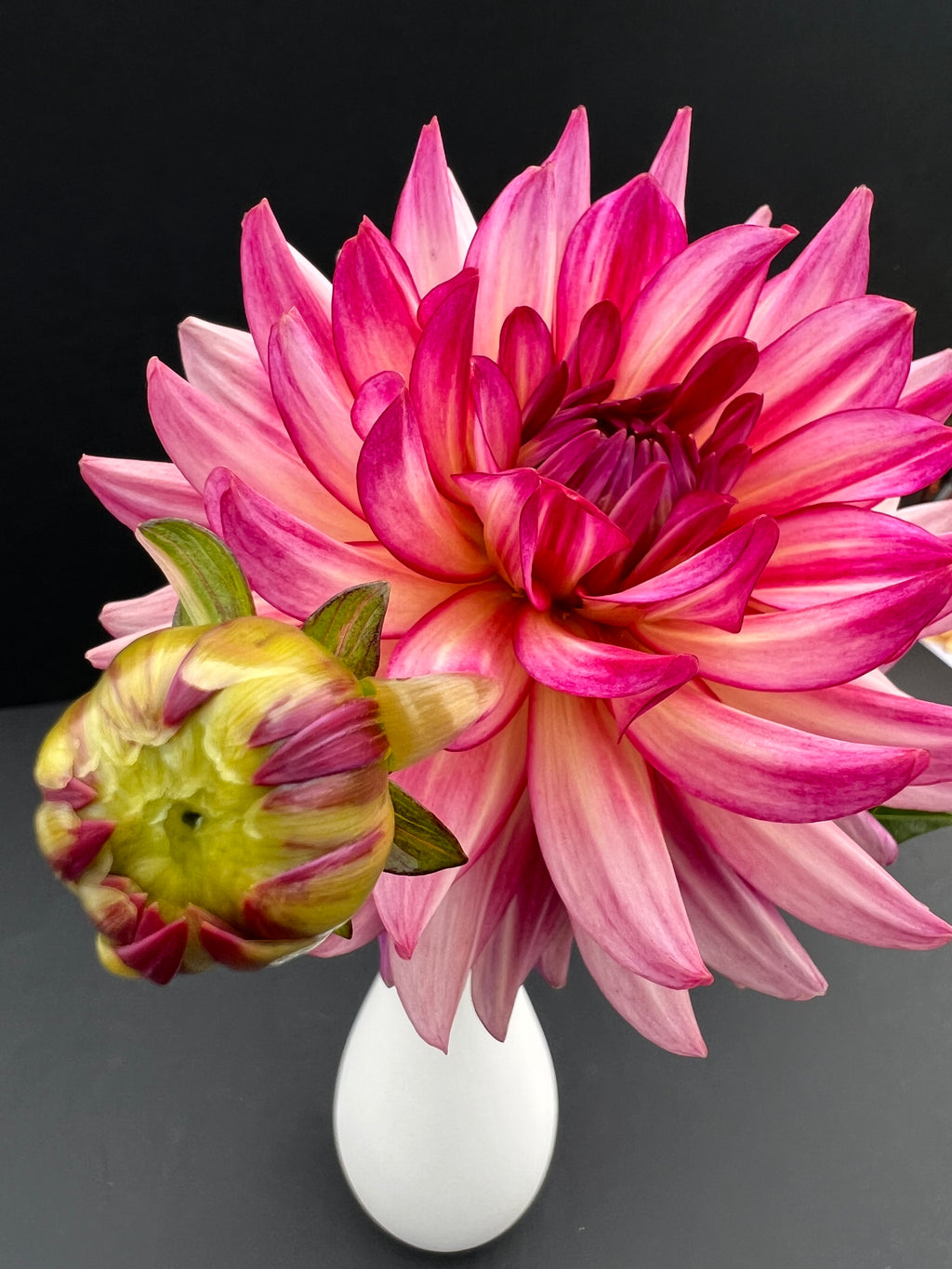 glamour girl dahlia bloom with vibrant pink-dark pink petals, grown from high-quality tubers for sale