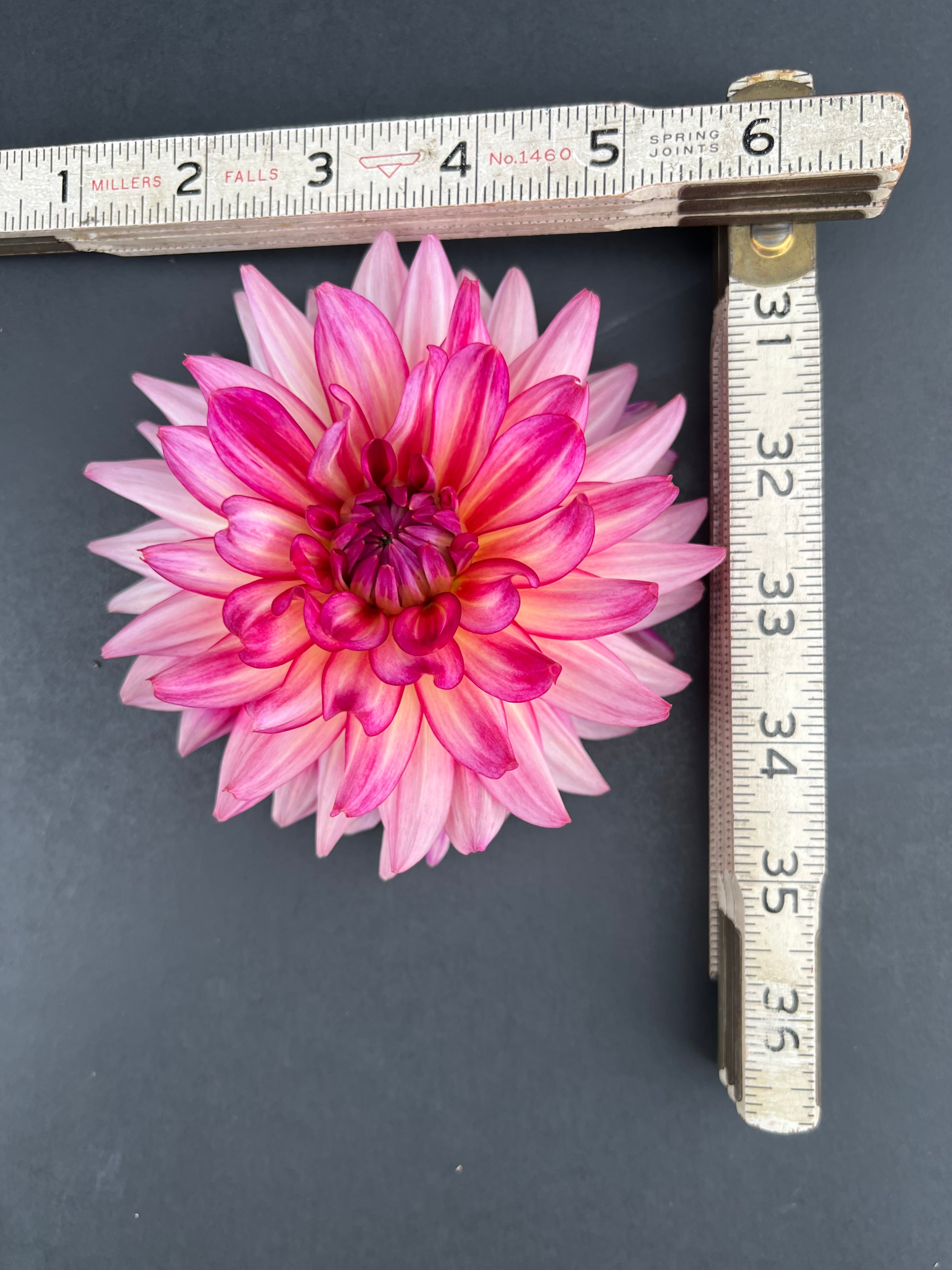 glamour girl dahlia bloom with vibrant pink-dark pink petals, grown from high-quality tubers for sale